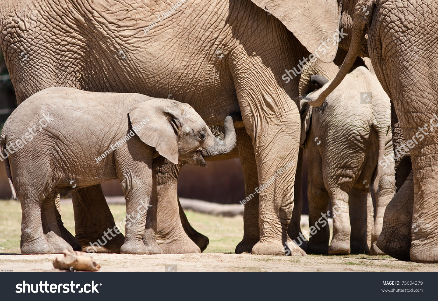 African Elephants Captivity Zoo Stock Photo 75604279 | Shutterstock