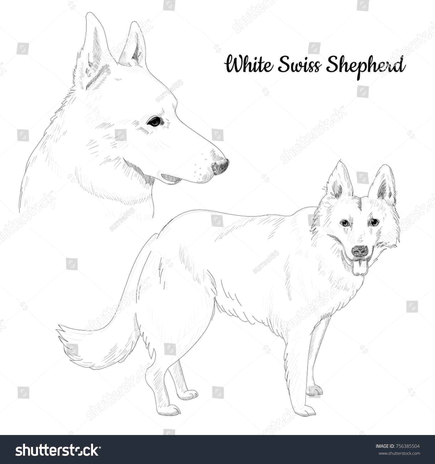 Рисунок белой швейцарской овчарки