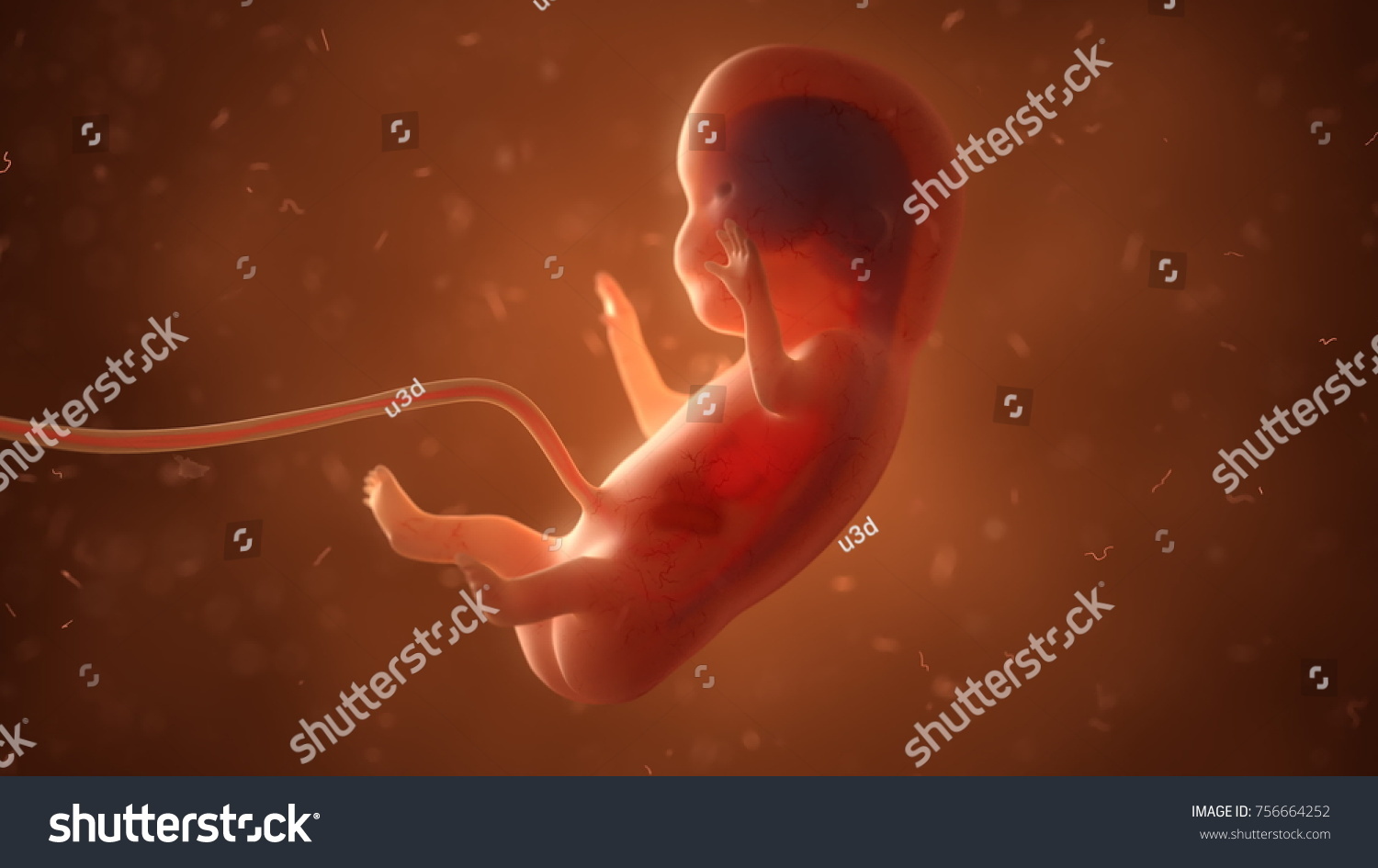 Human Fetus Internal Organs 3d Illustration Stock Illustration ... Biology Diagrams