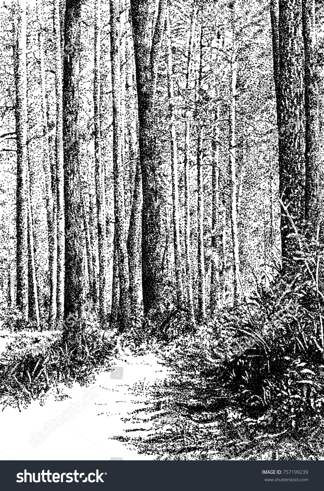 Рисунок лес сосны черно белый контраст