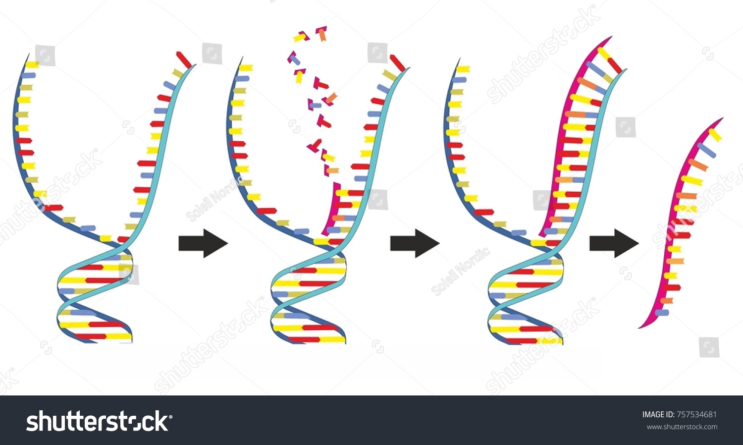 2 Нити ДНК