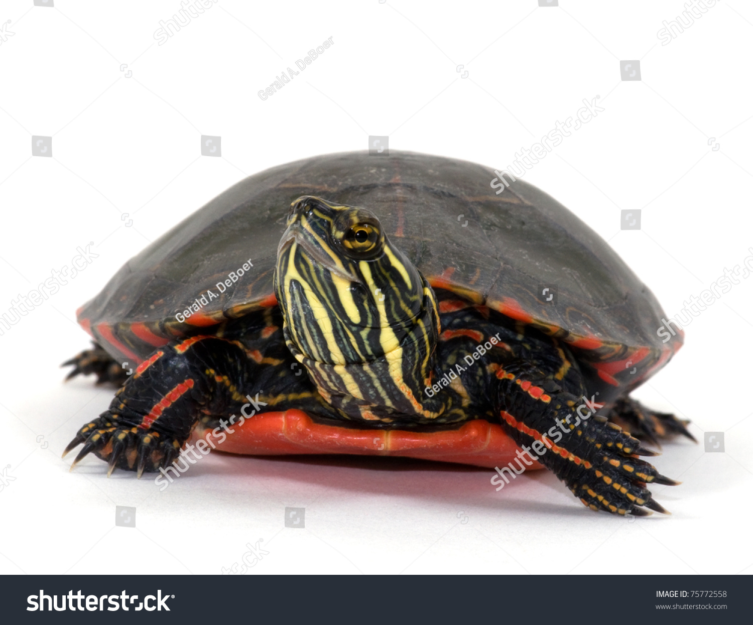 Studio Photograph Midland Painted Turtle Midwestern Stock Photo ...