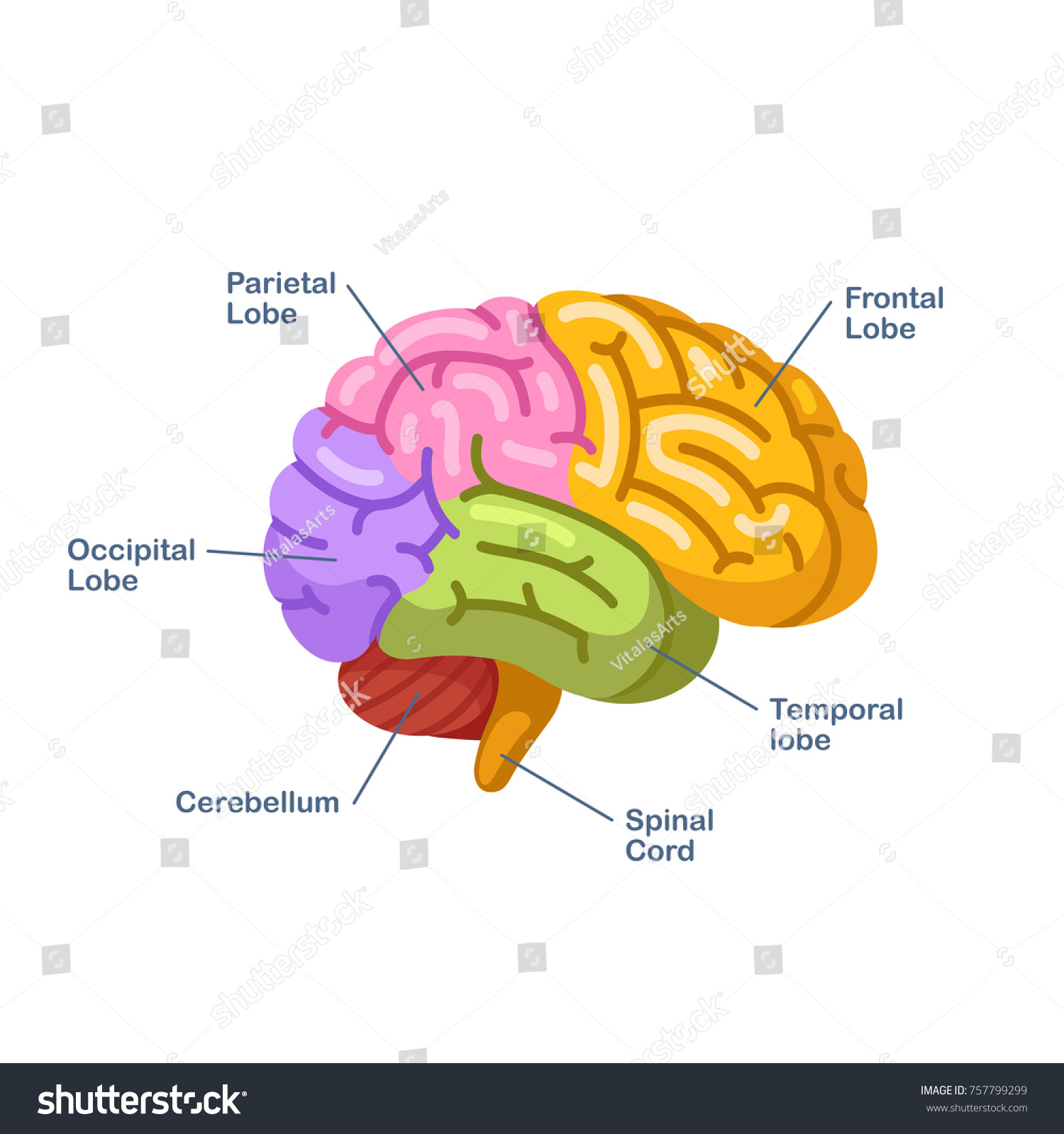 Human Brain Colored Labeled Diogram Modern Stock Vector (Royalty Free ...