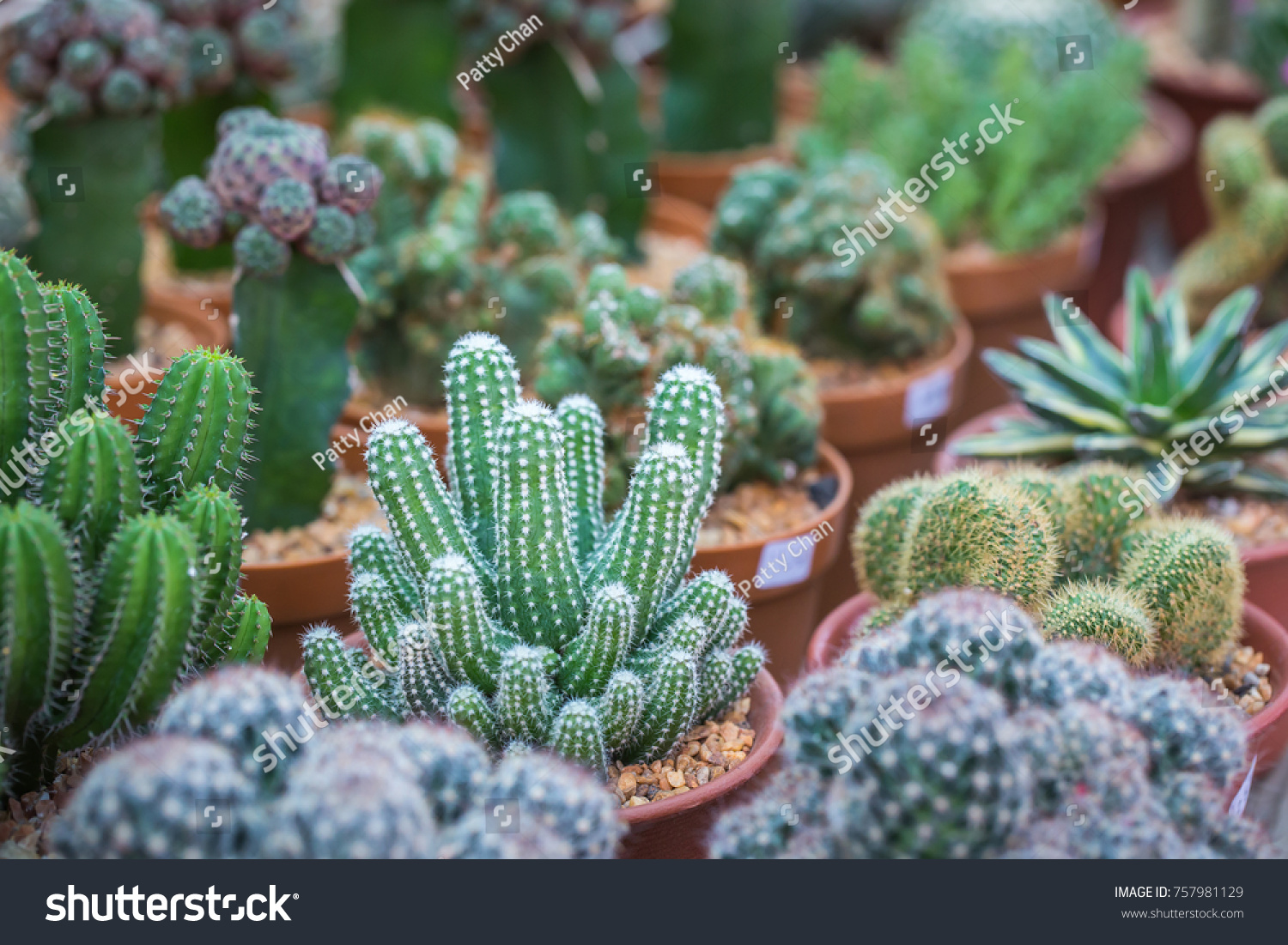 Zire gulculuk Kaktus