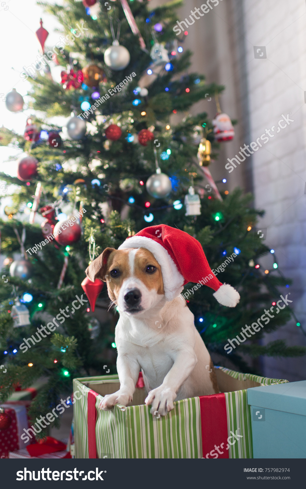 a puppy for christmas dog breed