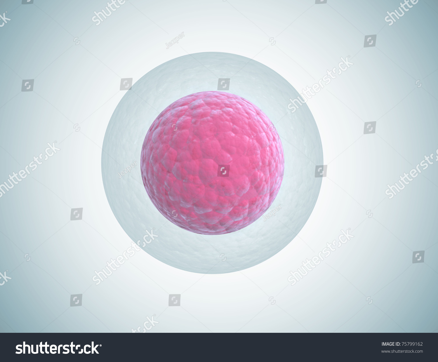 Human Embryo Cell Illustration Stock Illustration 75799162 | Shutterstock