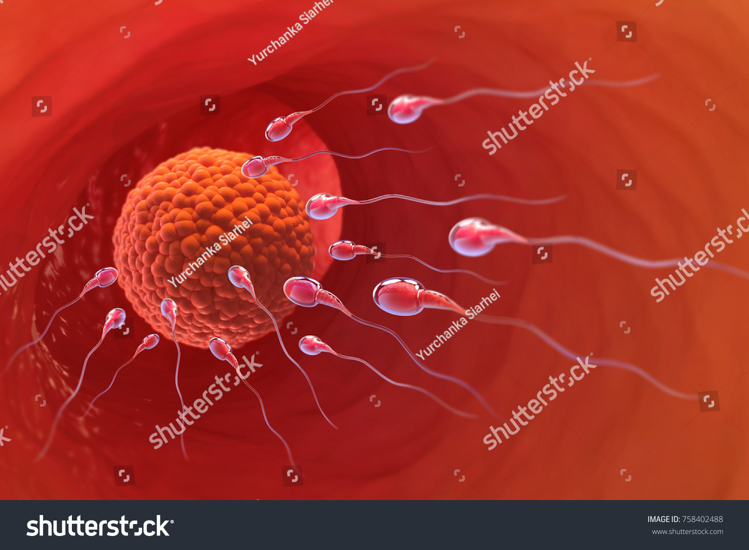 Spermatozoa Egg Ovule Natural Fertilization 3d Stock Illustration 758402488 Shutterstock 