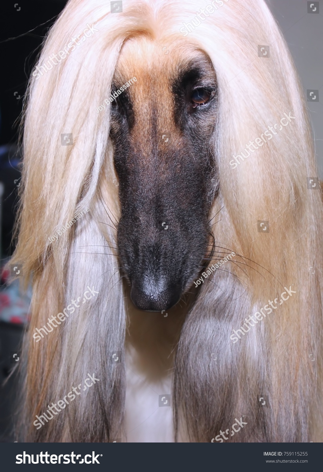 blonde Afghan Hound 