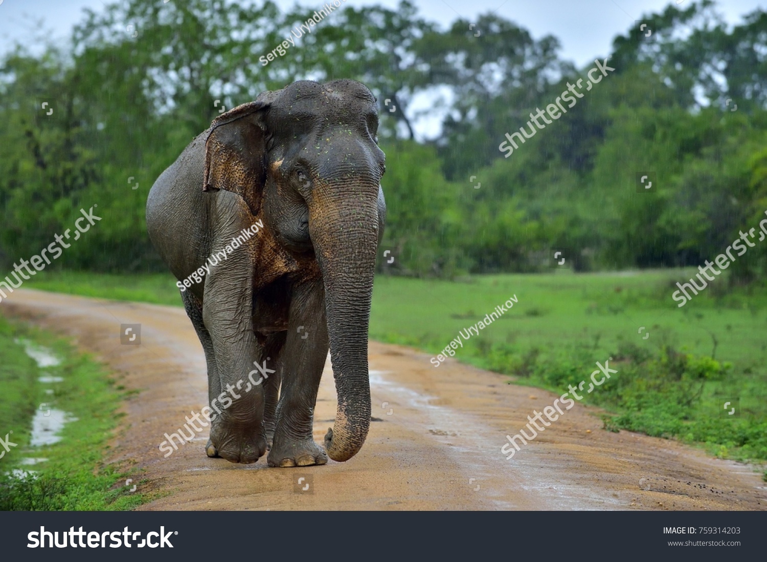 759314203 Shutterstock   Stock Photo Adult Sri Lankan Elephant On The Road Sri Lankan Elephant Elephas Maximus Maximus Yala National 759314203 