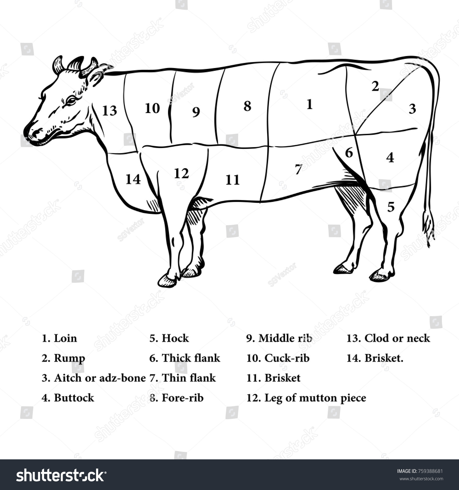 Illustration Beef Cutting Diagram Vector Sign Stock Vector (Royalty