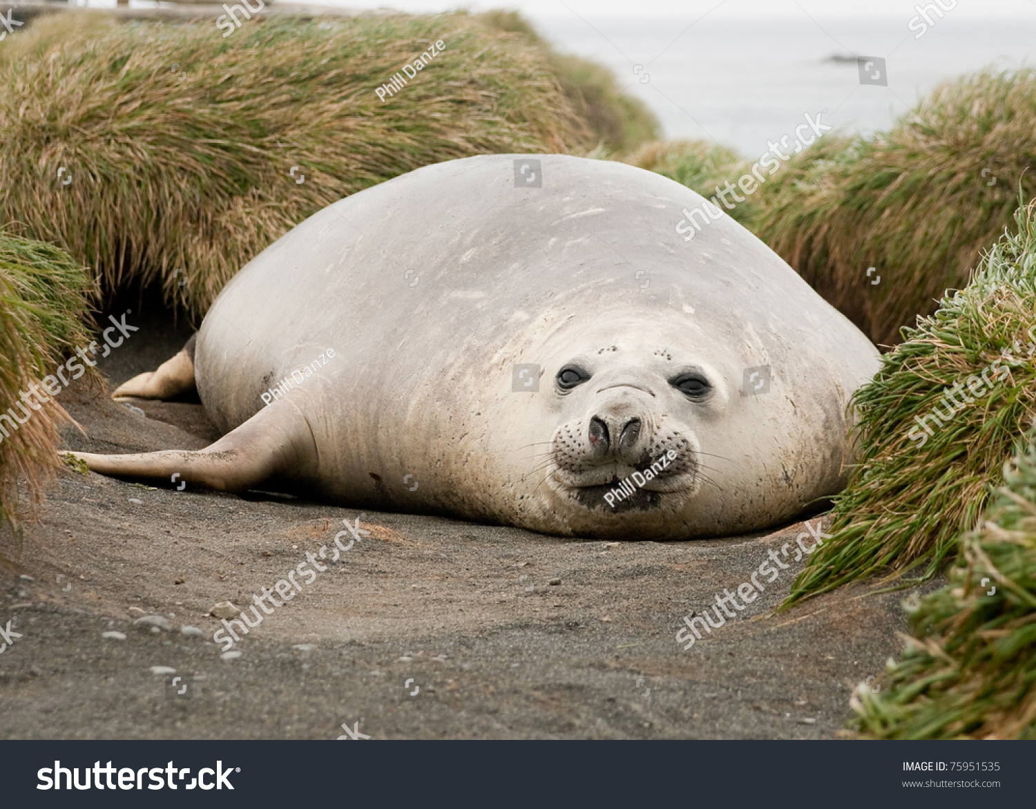 elephant seal southern macquarie island