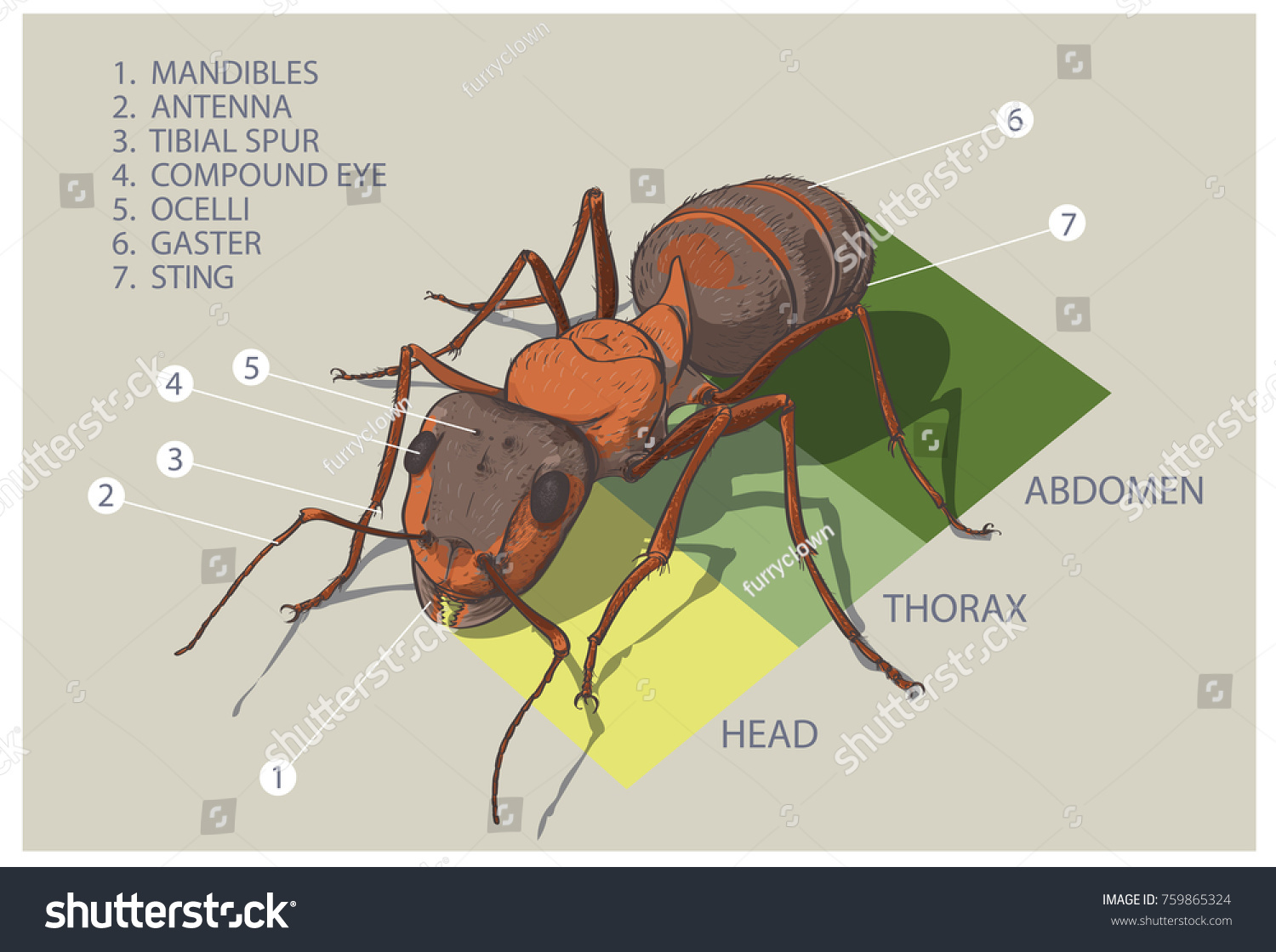 Structure Ant Vector Diagram Stock Vector (Royalty Free) 759865324 ...