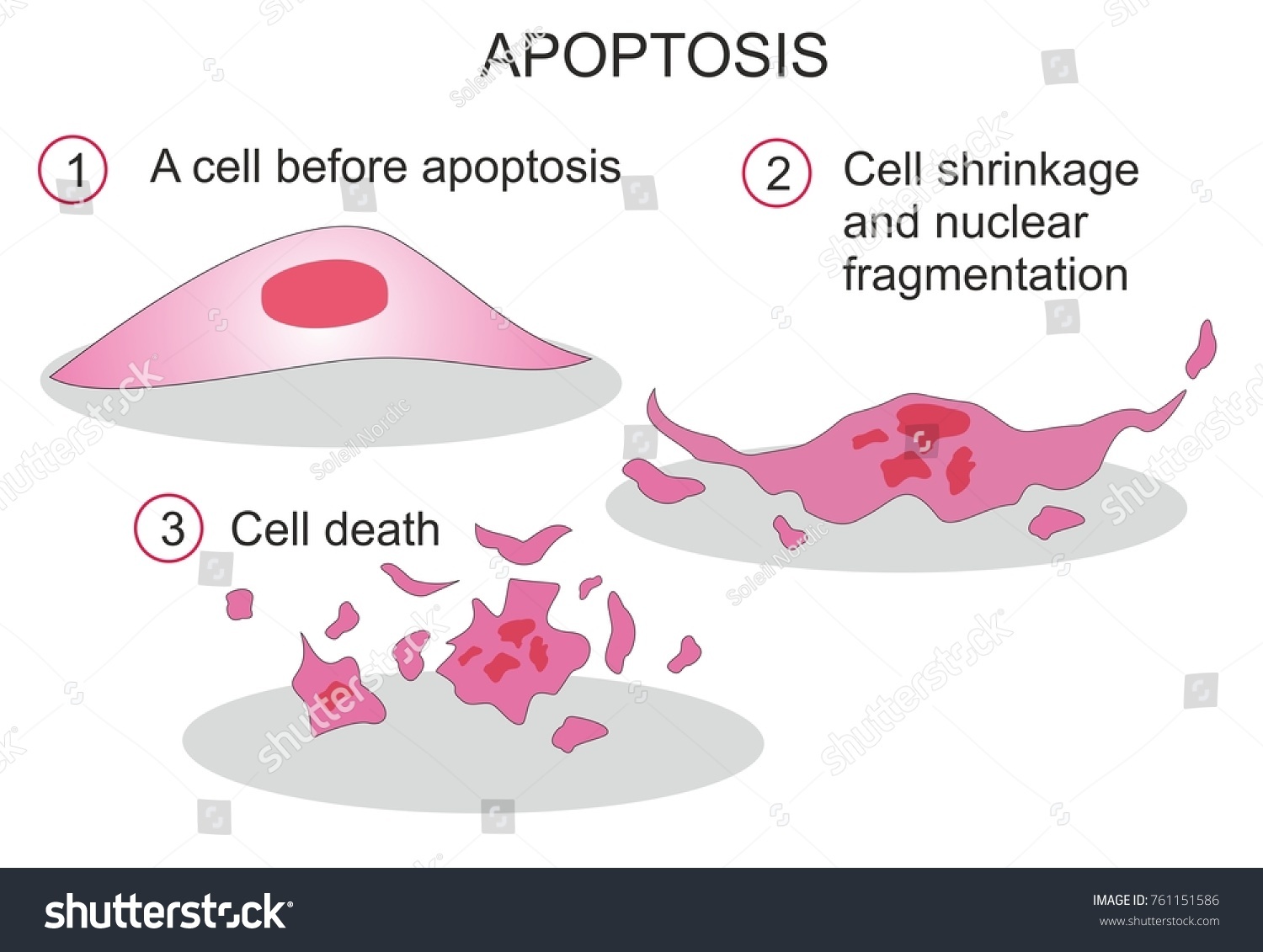 Apoptosis Programmed Cell Death Regulated Process Stock Illustration ...