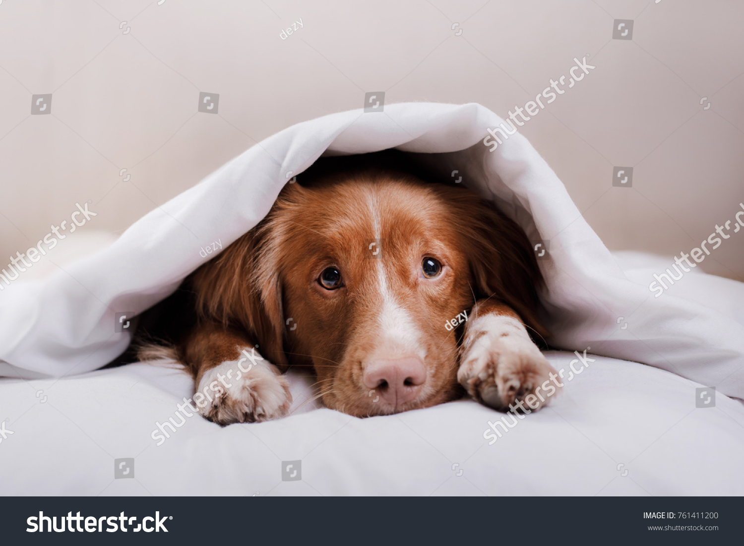 can dogs suffocate under blankets