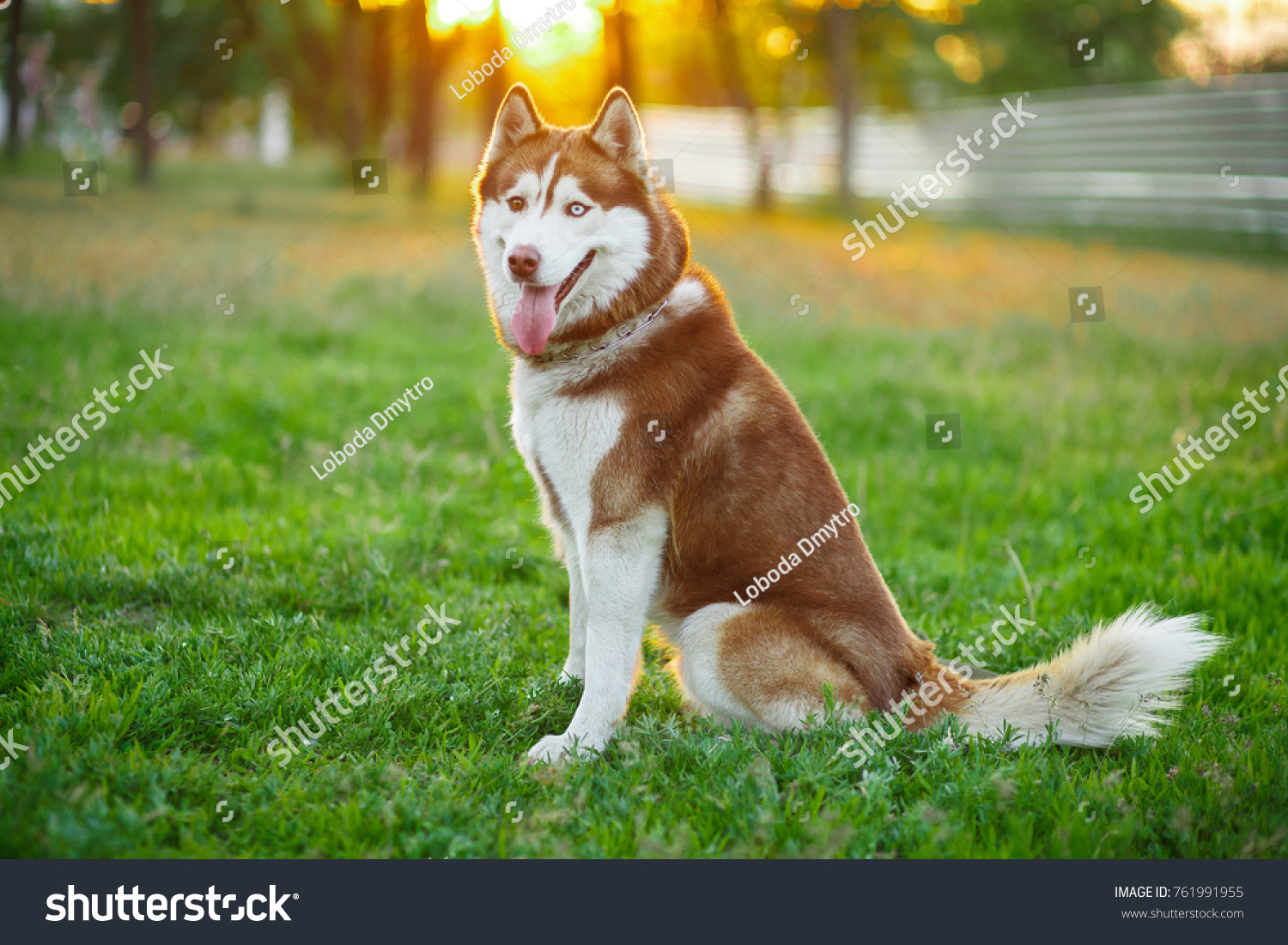 13,276 Imágenes De Red Siberian Husky   Imágenes, Fotos Y Vectores De