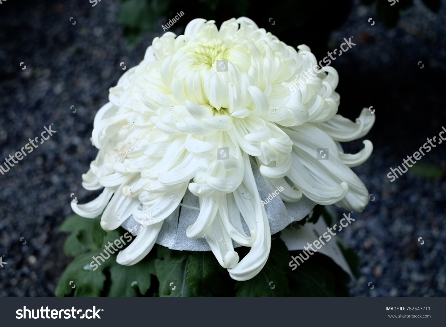 Chrysanthemum Flower Japan Can Called Flower Stock Photo 762547711 