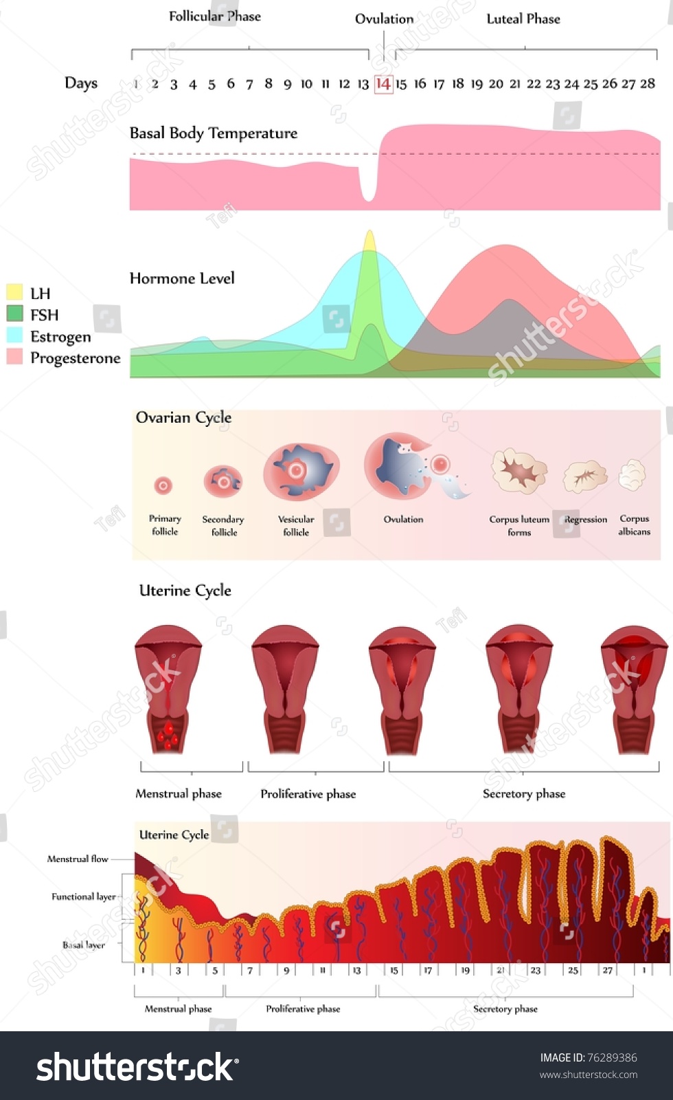 Vektor Stok Diagram Menstruasi Menunjukkan Ovarium Siklus Uterus