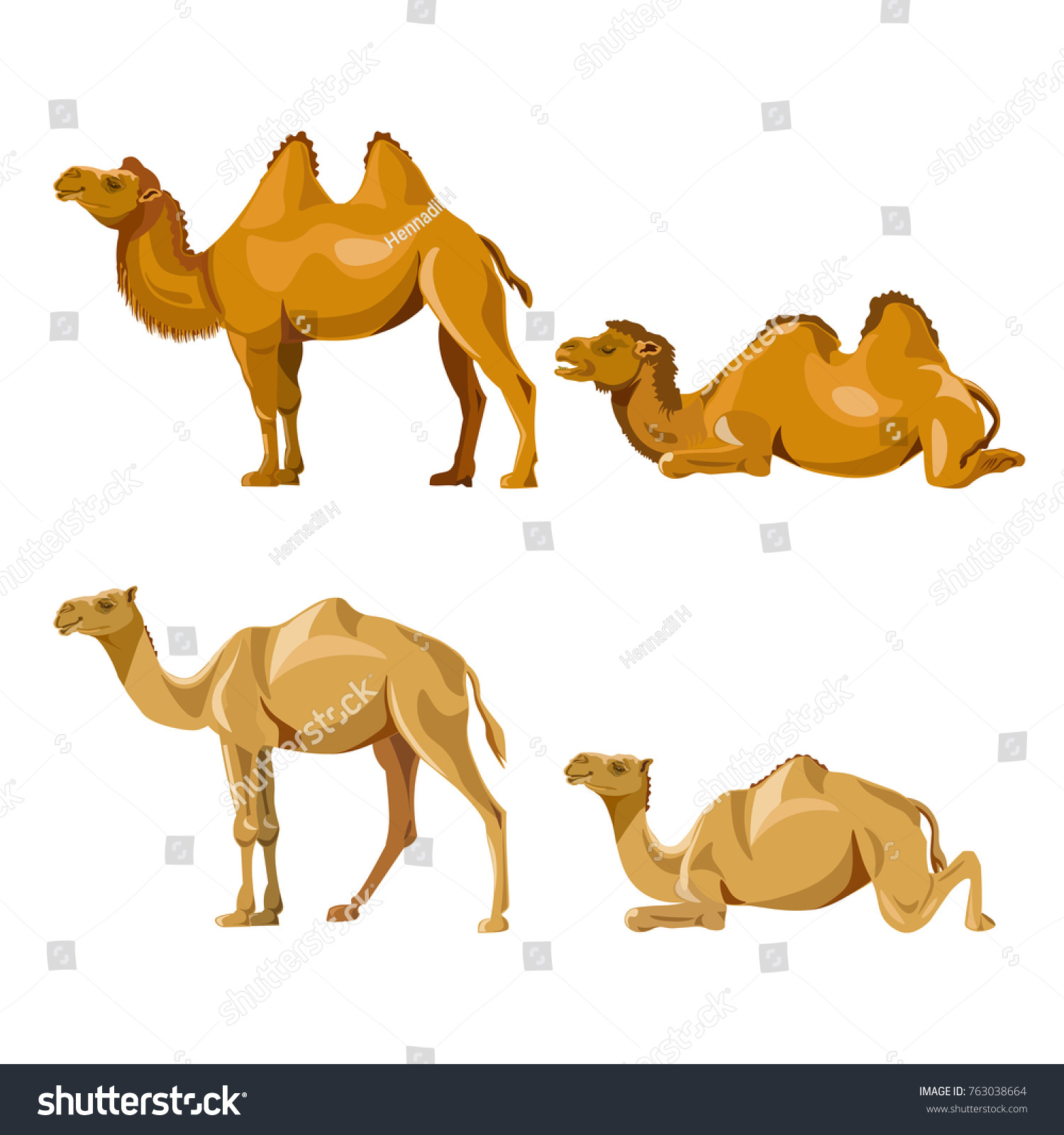 Collection Vector Camels Isolated On White Stock Vector (Royalty Free ...