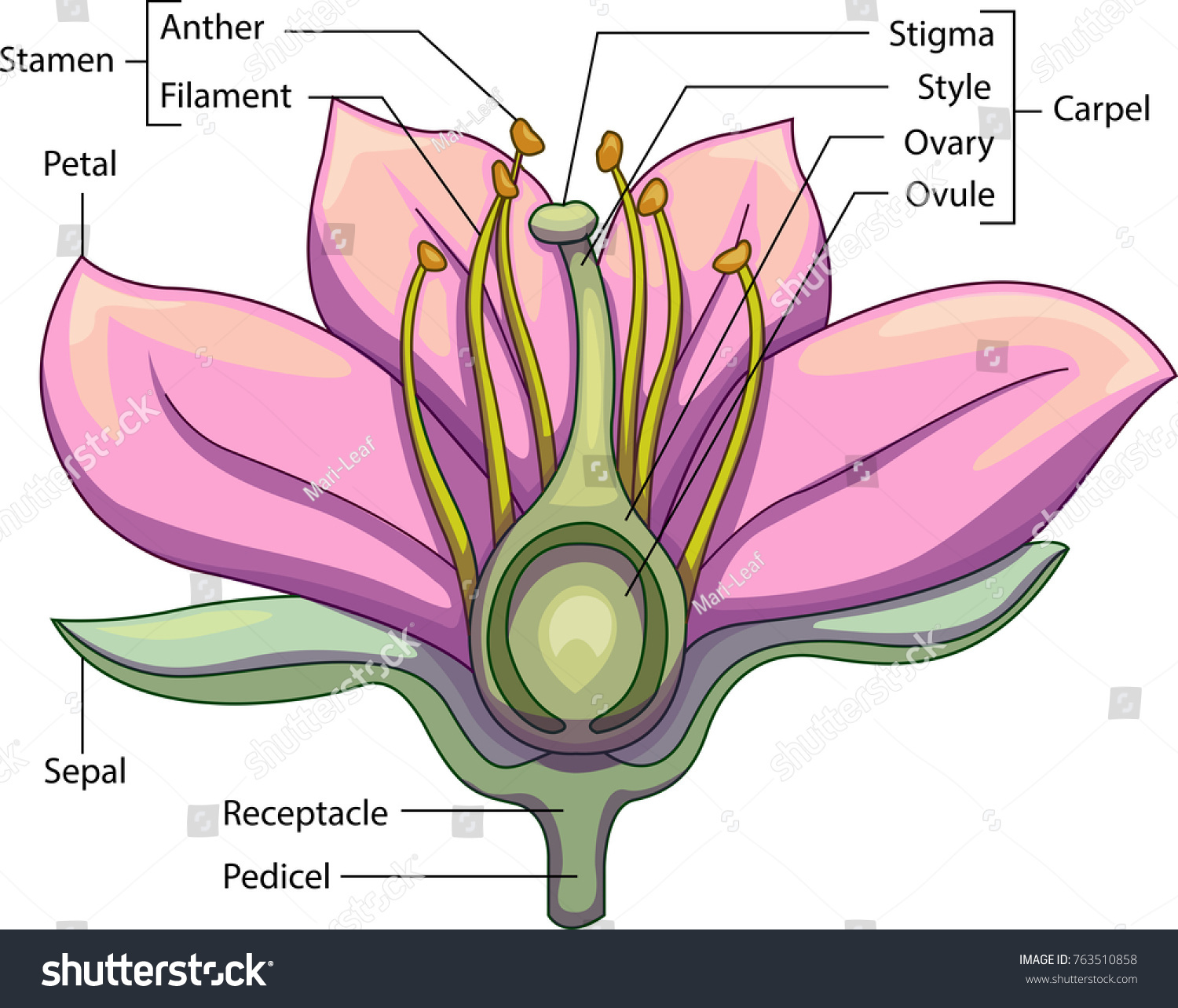 Vector Illustration Schematic Longitudinal Section Flower Stock Vector Royalty Free 763510858 