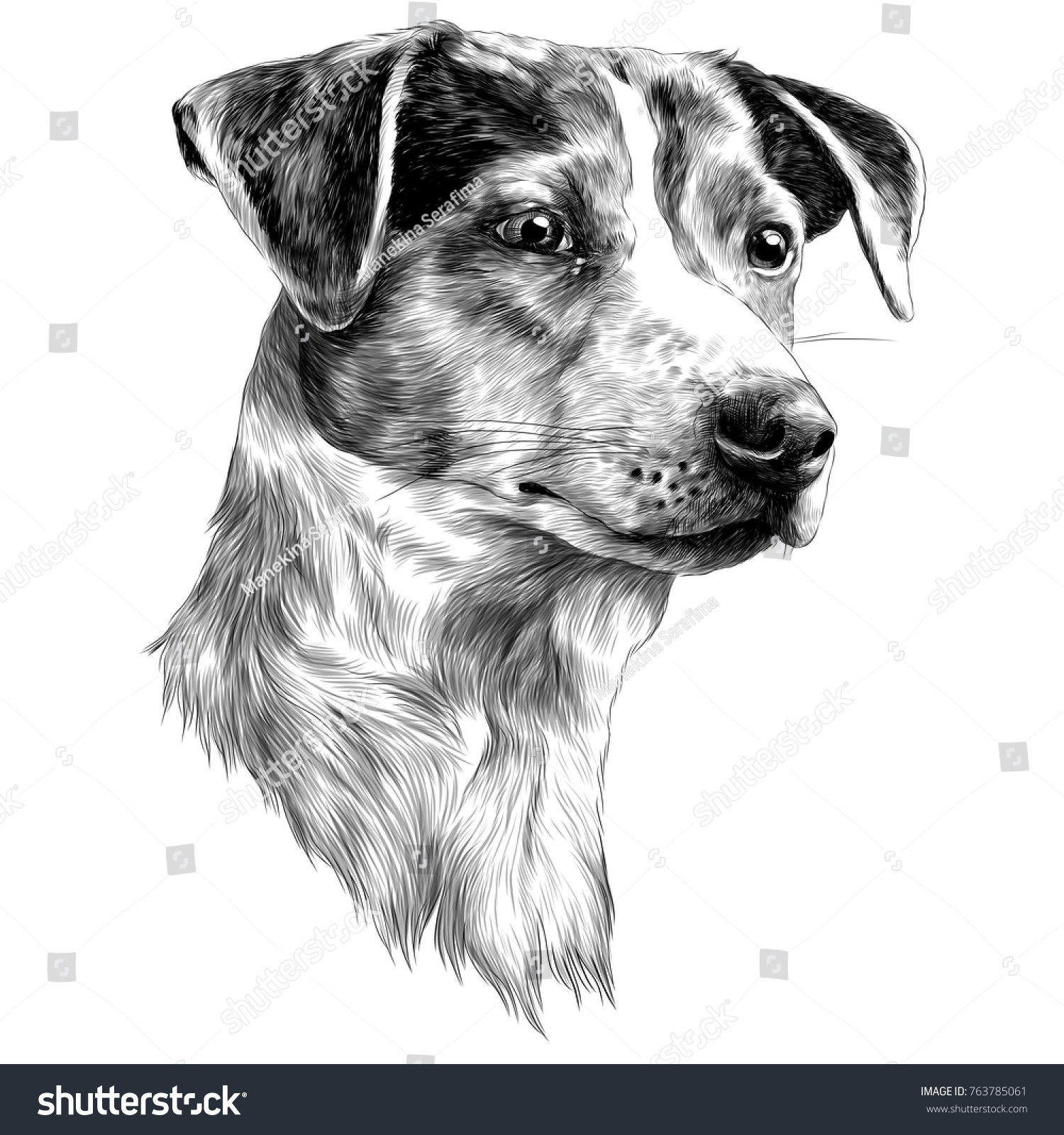 Dog Head Jack Russell Terrier Cheerful Stock Vector (Royalty Free ...