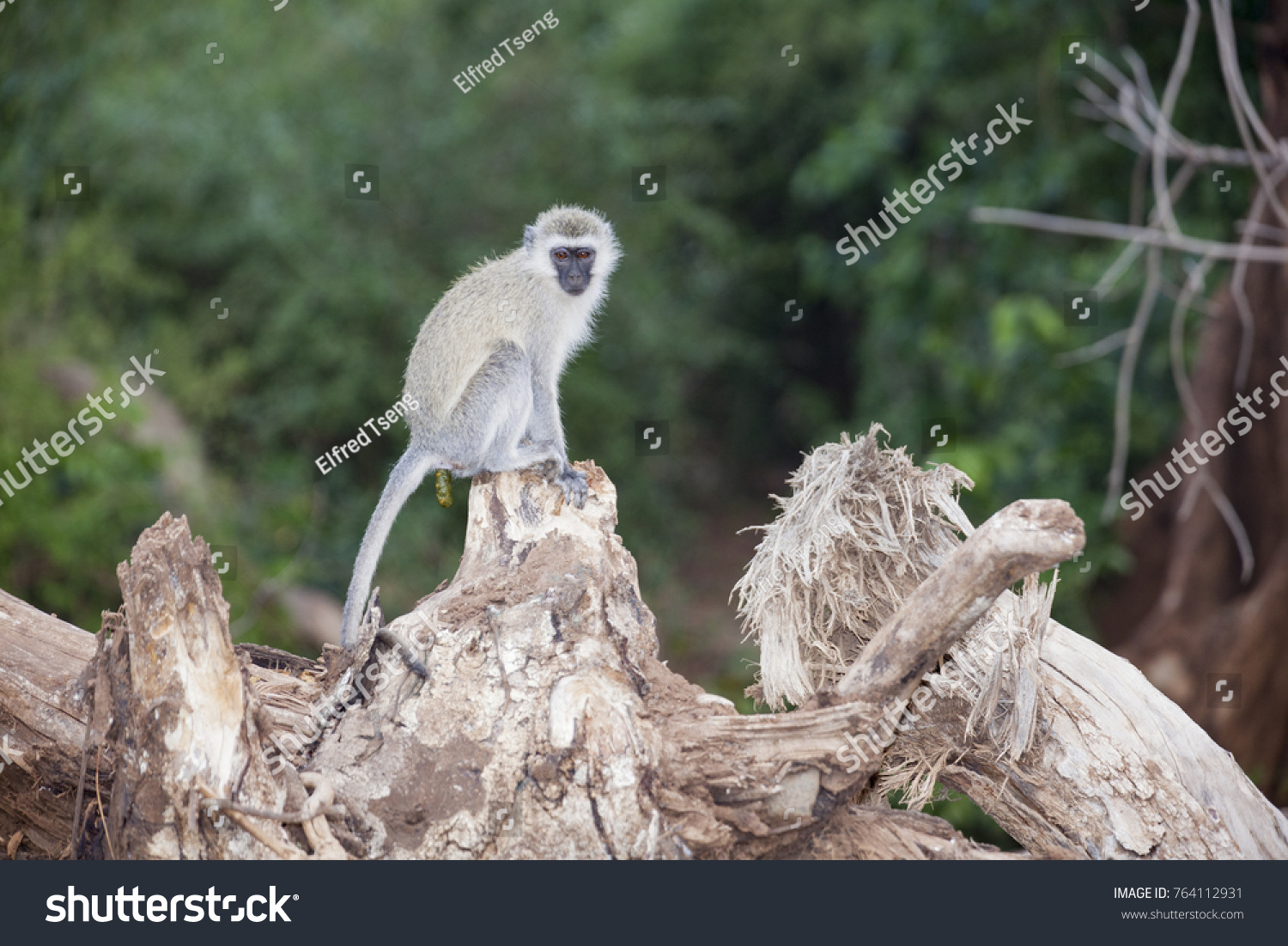 55 Monkey Shit Images, Stock Photos & Vectors 