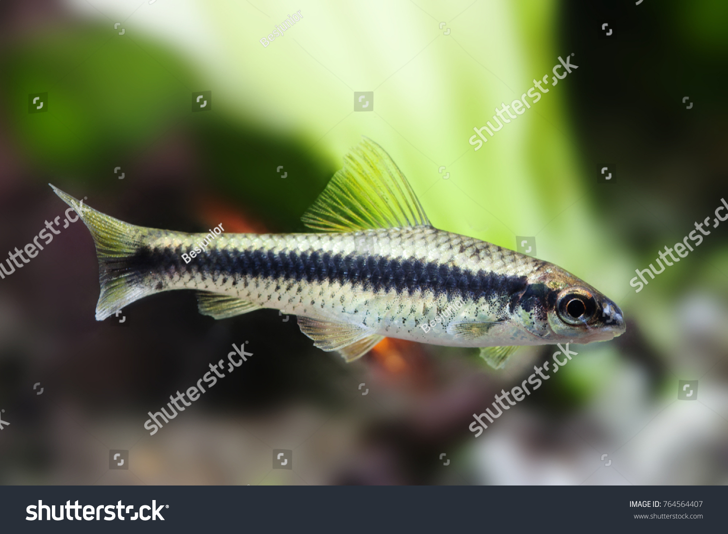 Crossocheilus Siamensis Sae Algae Eater Fish Stock Photo 764564407 ...