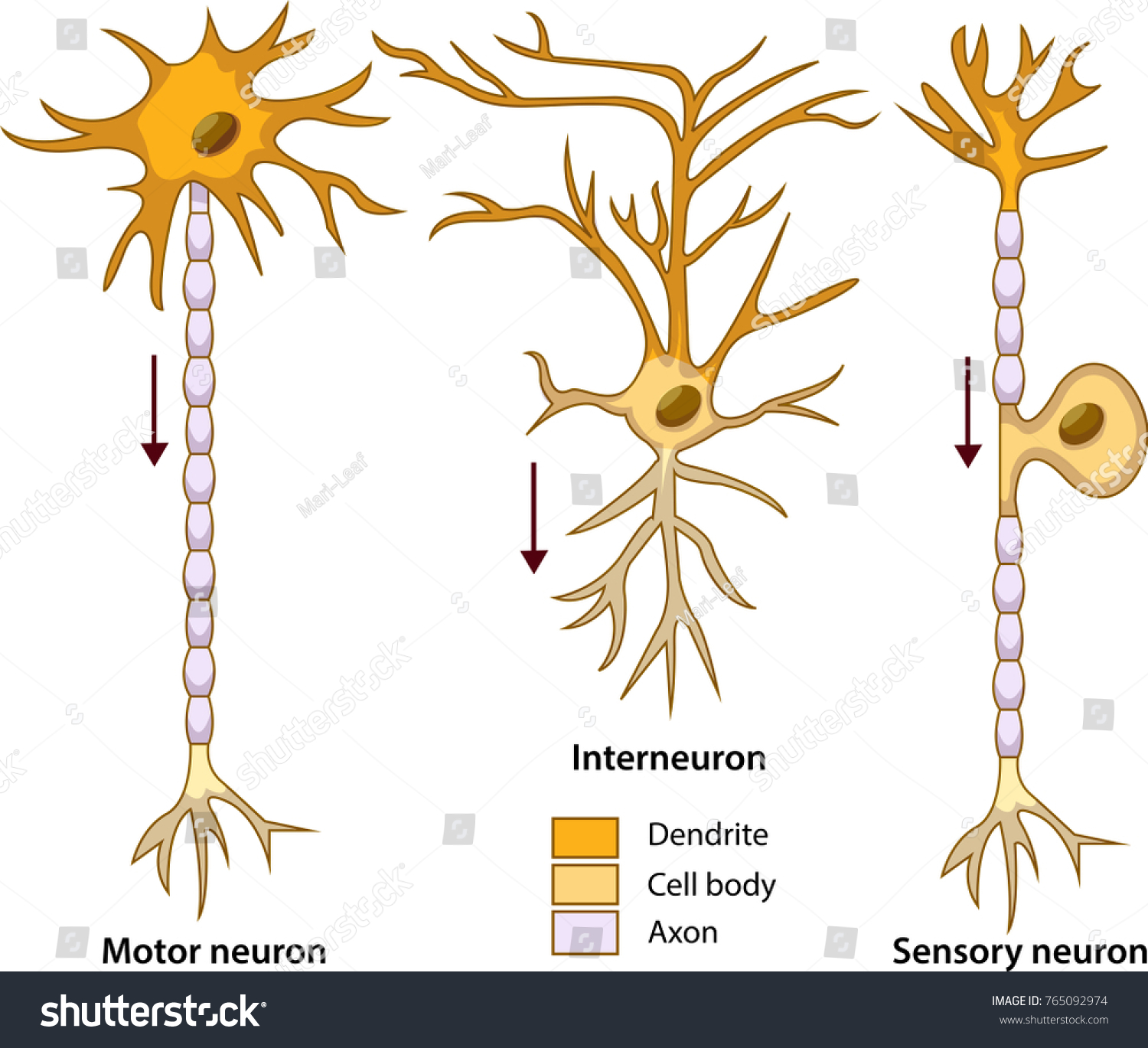 Нервная клетка Тип деления