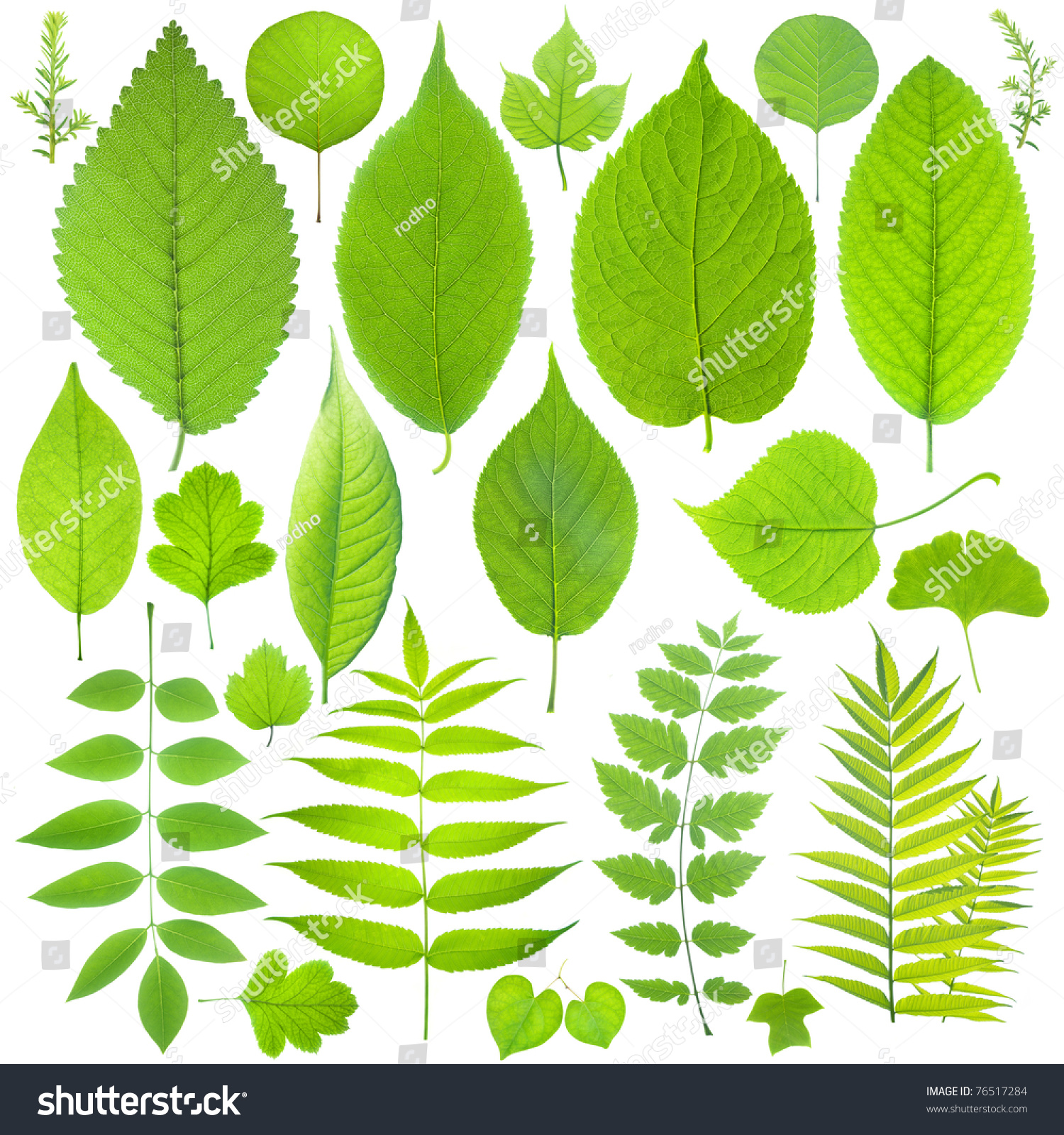 Collection Green Leaf Stock Photo 76517284 | Shutterstock