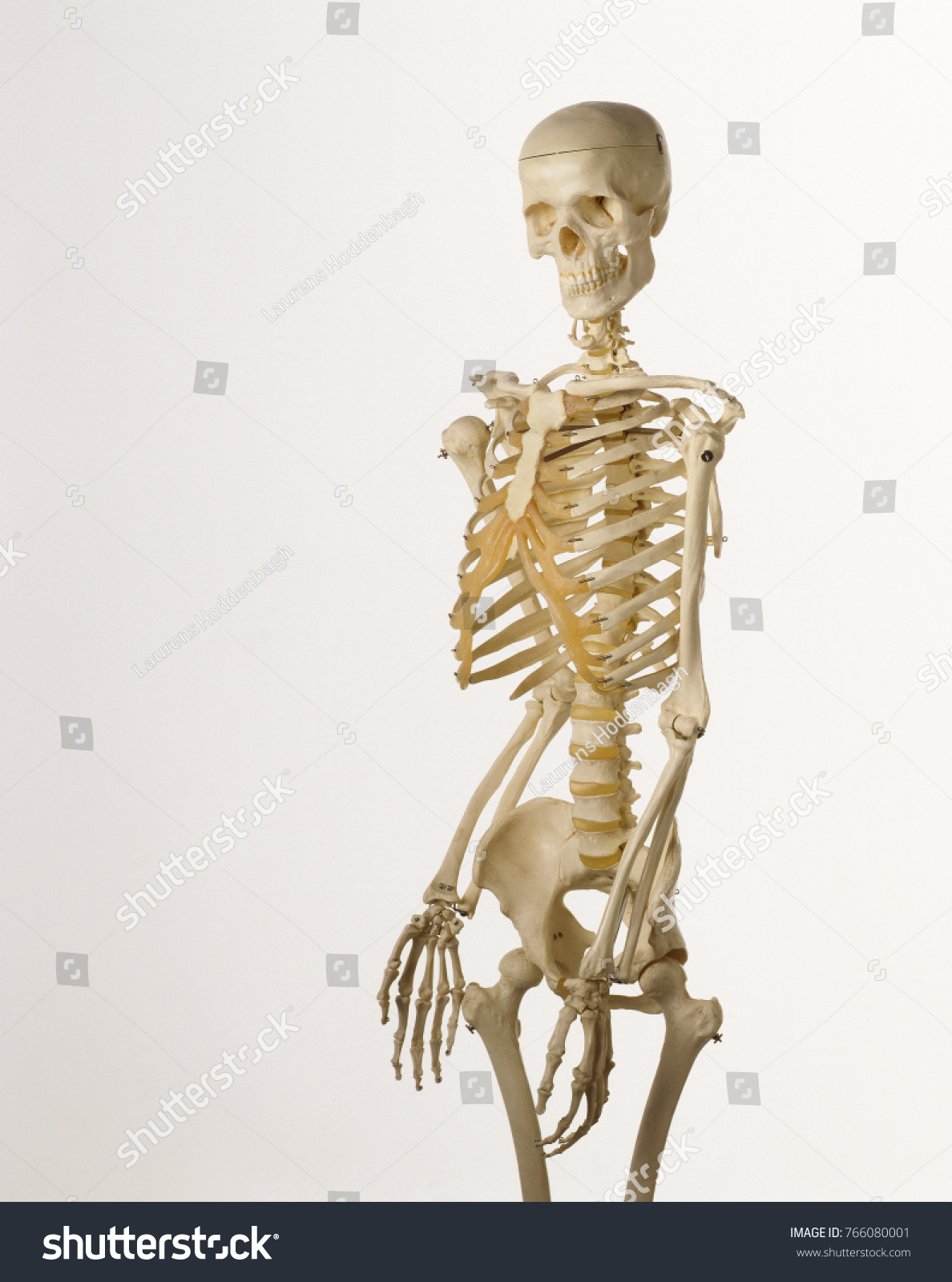 Study Model Skeleton Human Person Stock Photo 766080001 | Shutterstock