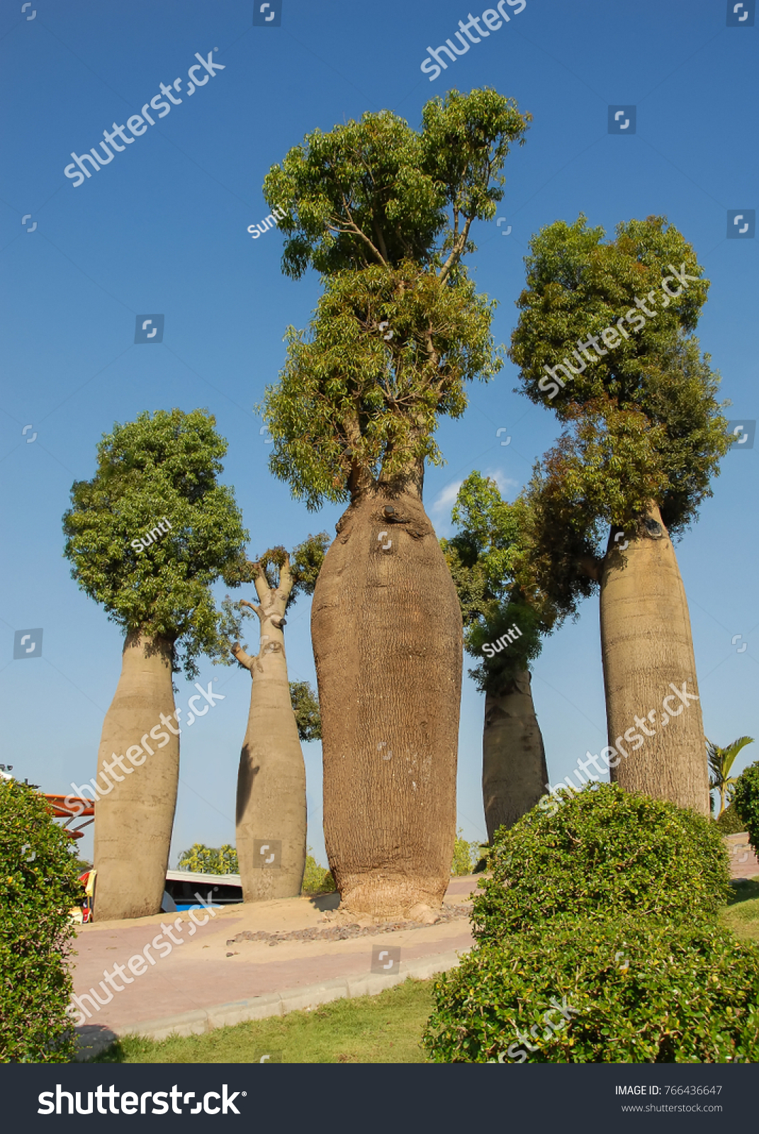 Бутылочное дерево семена Кипр