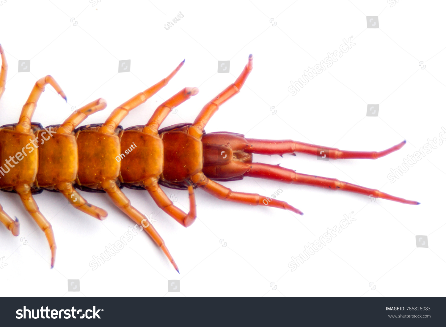 Death Centipede On White Background Stock Photo 766826083 | Shutterstock