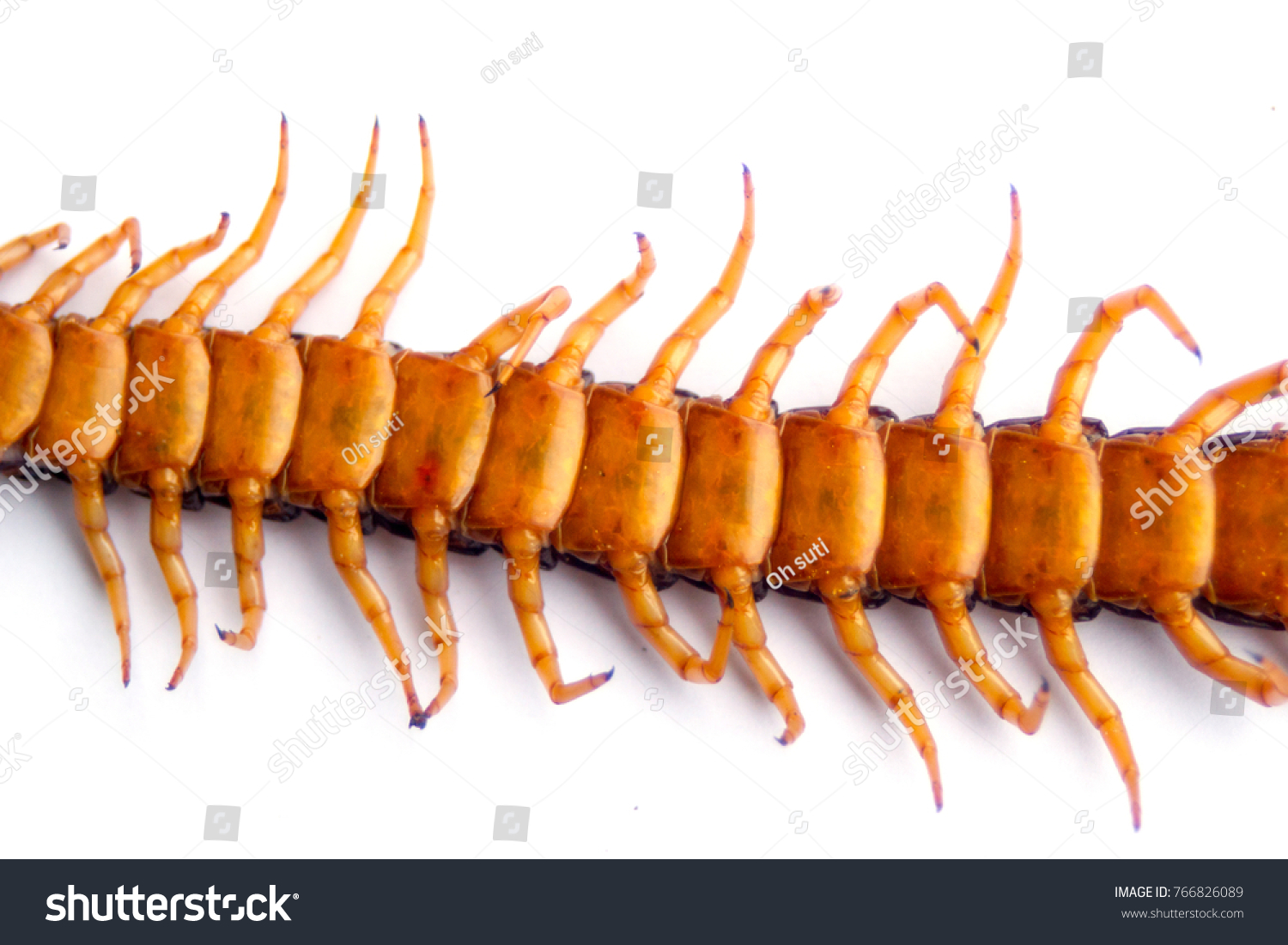 Death Centipede On White Background Stock Photo 766826089 | Shutterstock