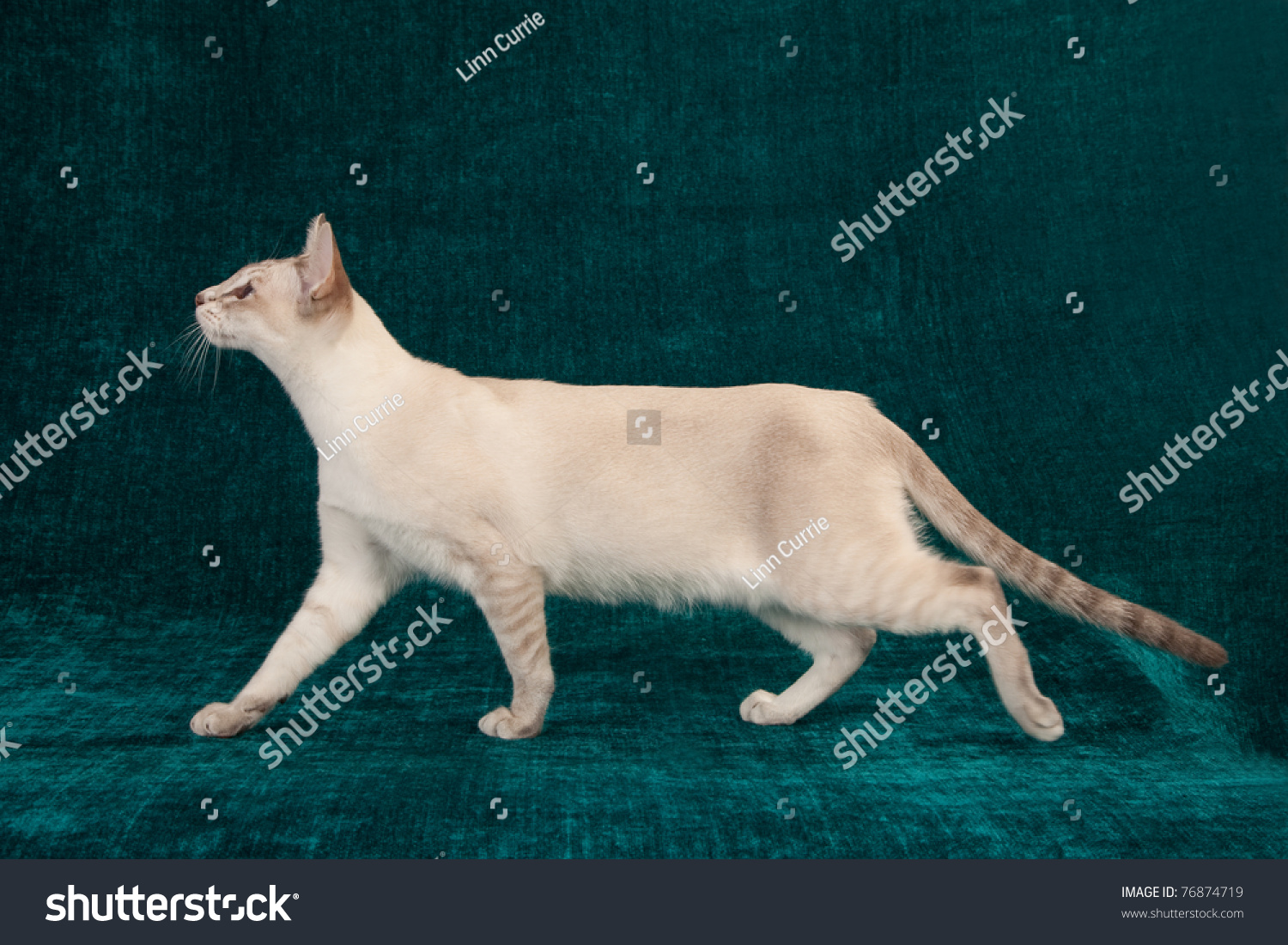 Ems-codes Colors of Tonkinese Cat