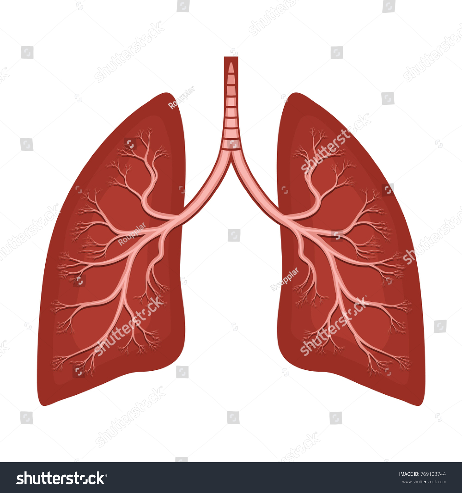 human lungs drawing