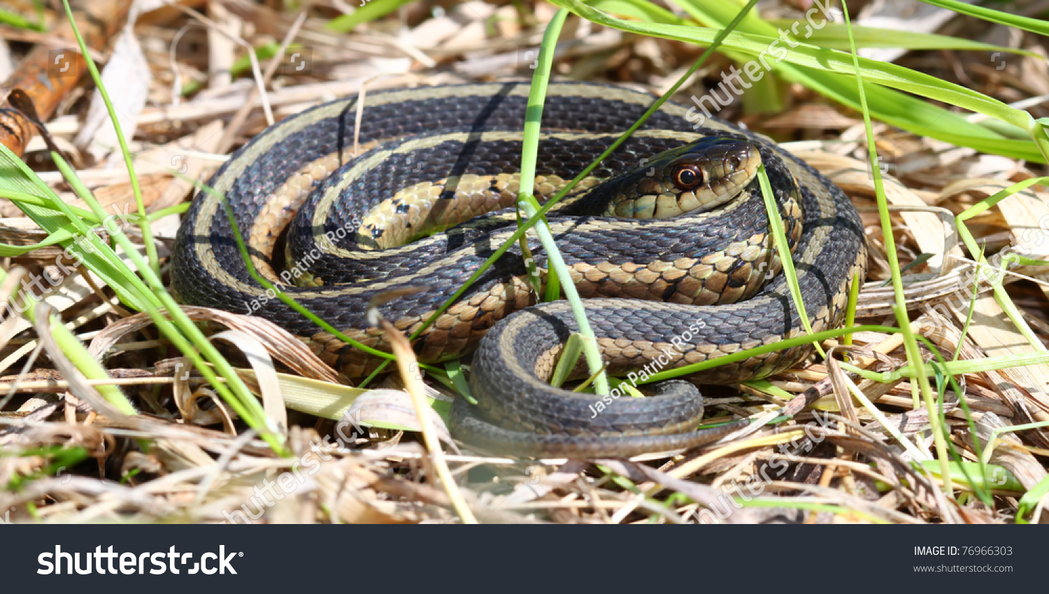 Garter Snake Thamnophis Sirtalis Basking Illinois Stock Photo 76966303 ...