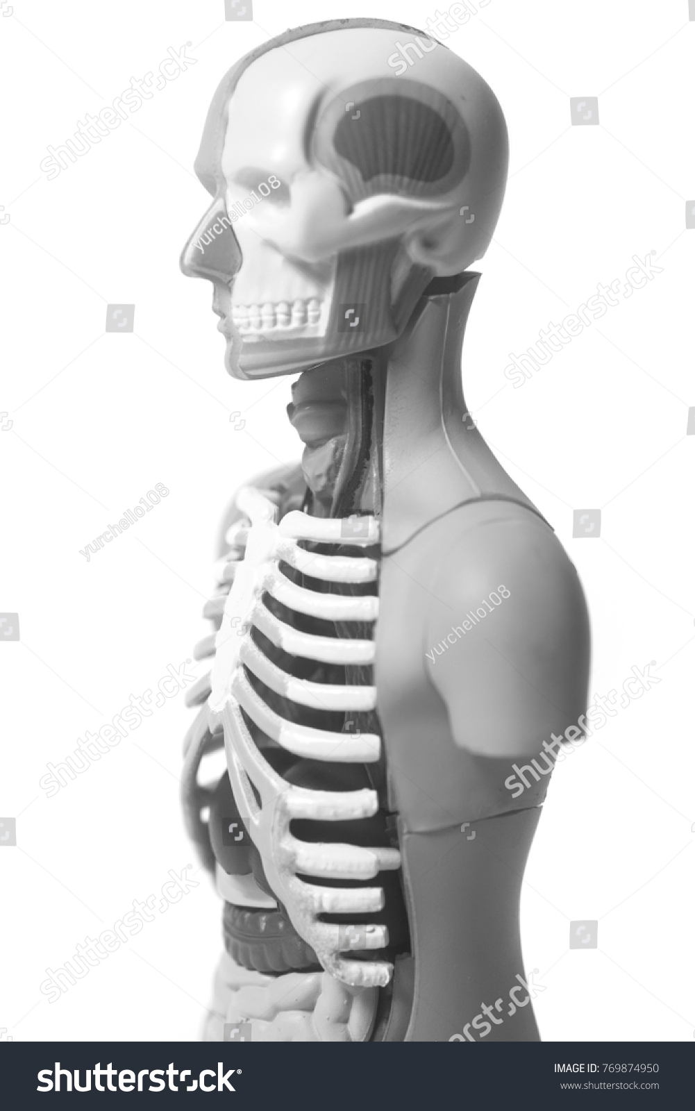 Human Body Anatomy Model Isolated On Stock Photo 769874950 | Shutterstock