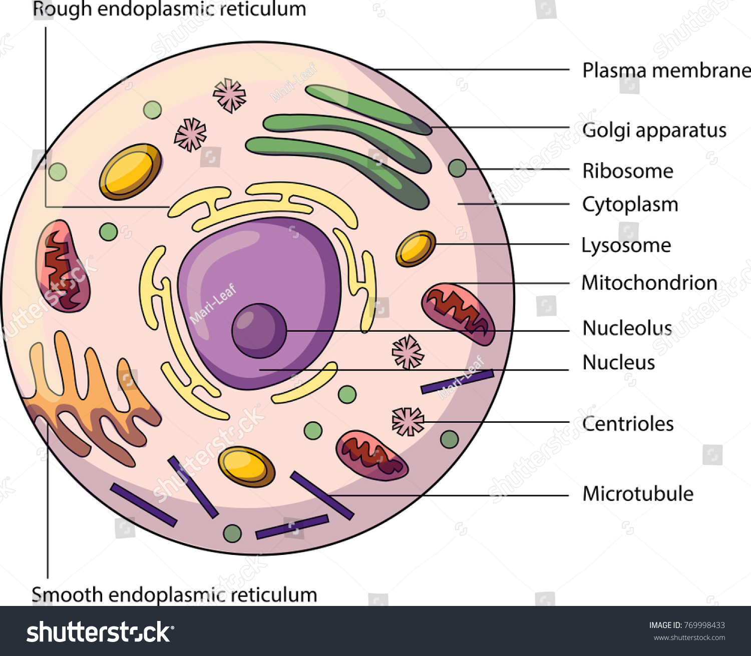 Structure Animal Cell Labeled Parts Biology Stock Vector (Royalty Free ...