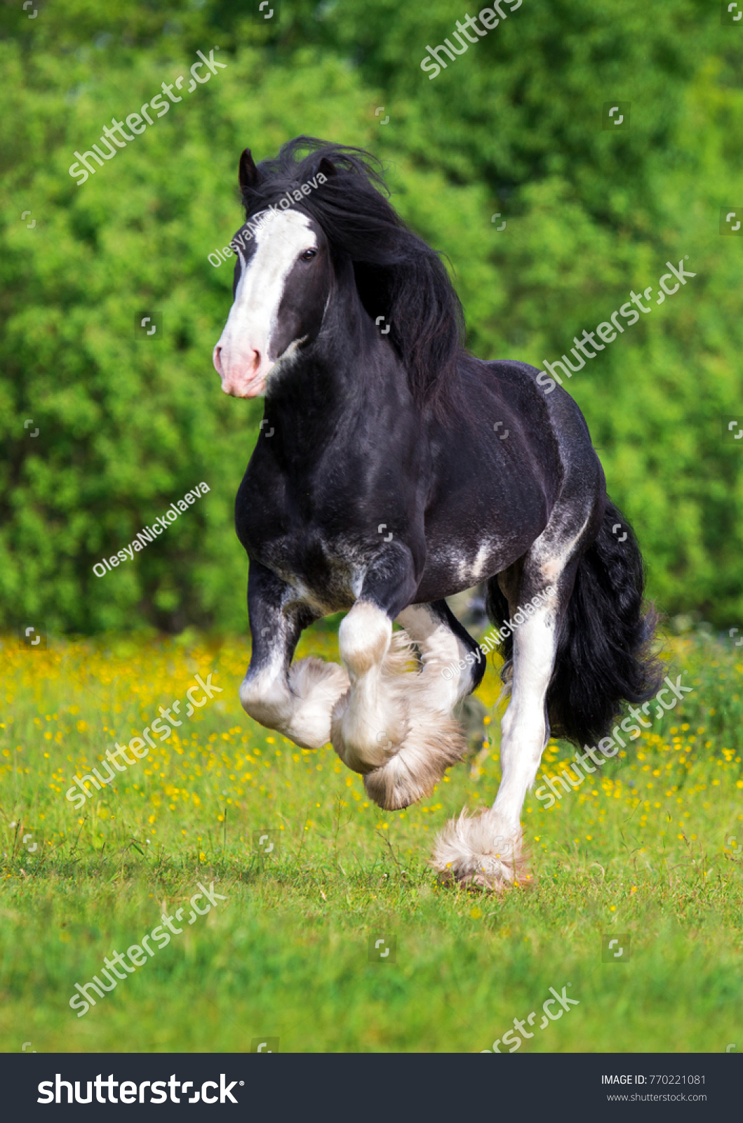 clydesdale horses running