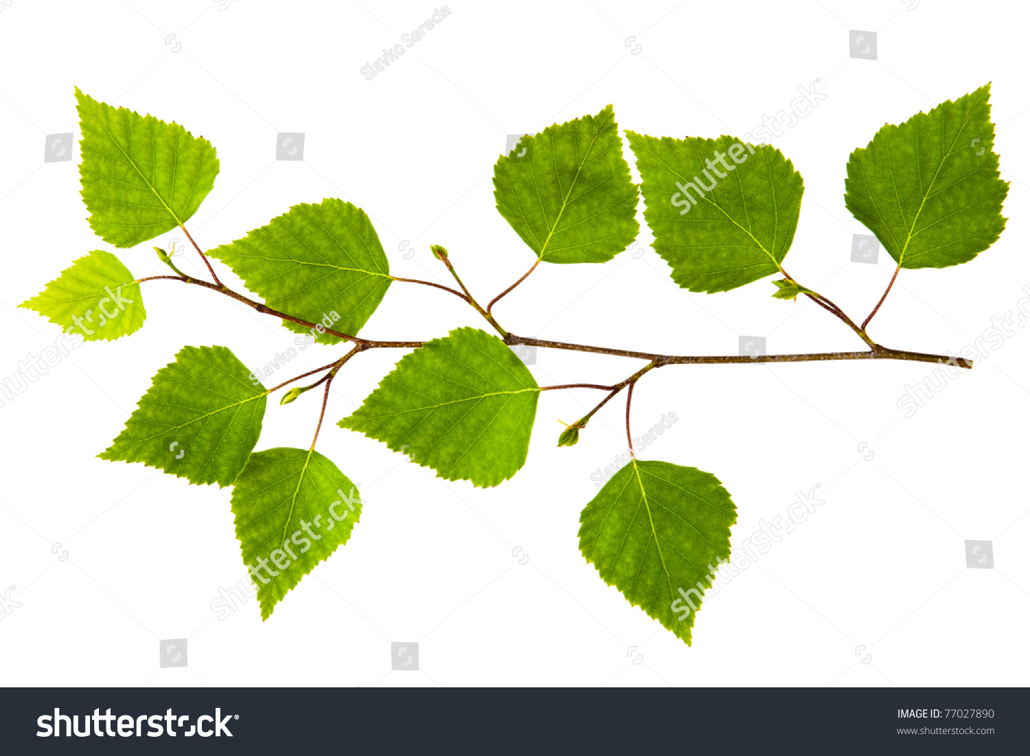 Береза ветка с листьями
