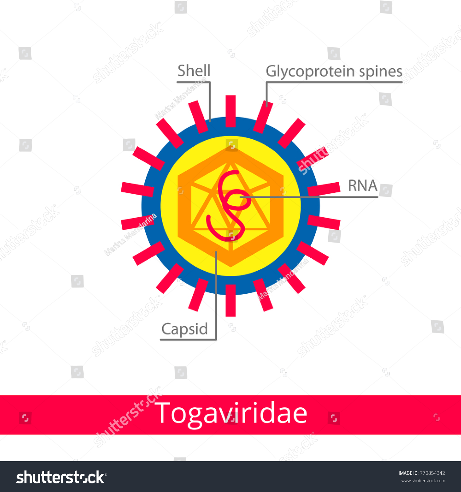 Togaviridae Classification Viruses Vector Biology Icons Stock Vector 