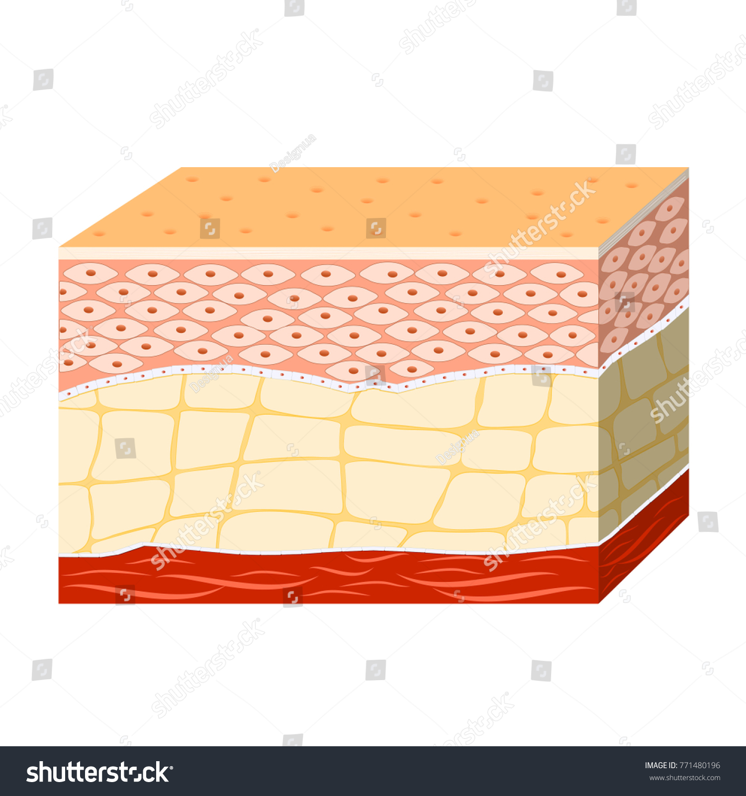 Anatomy Human Skin Stock Illustration 771480196 | Shutterstock