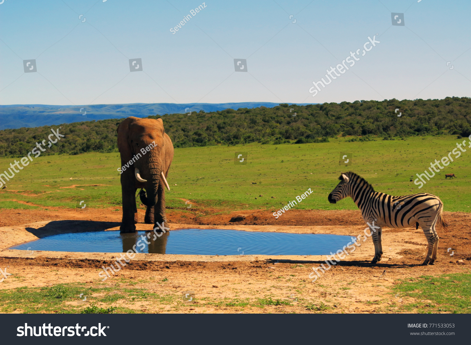 Close Encounter Elephant Addo Elephant National Stock Photo 771533053