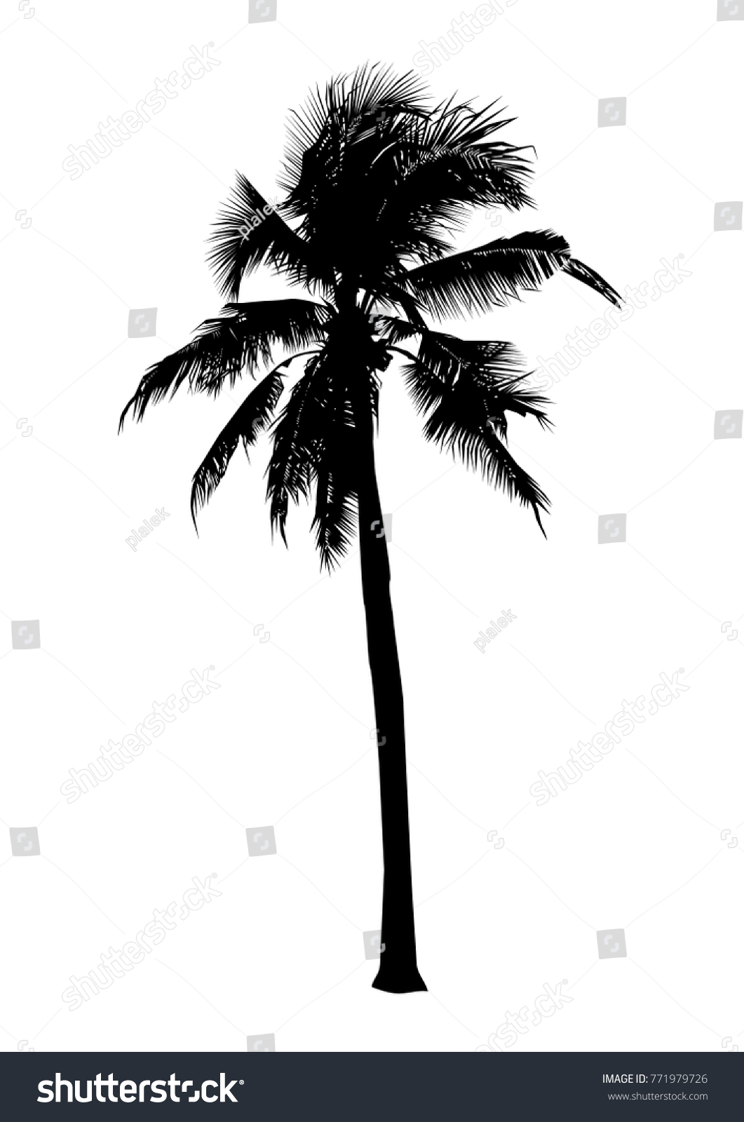 Black Silhouette Coconut Tree Isolated Natural Stock Vector (Royalty ...