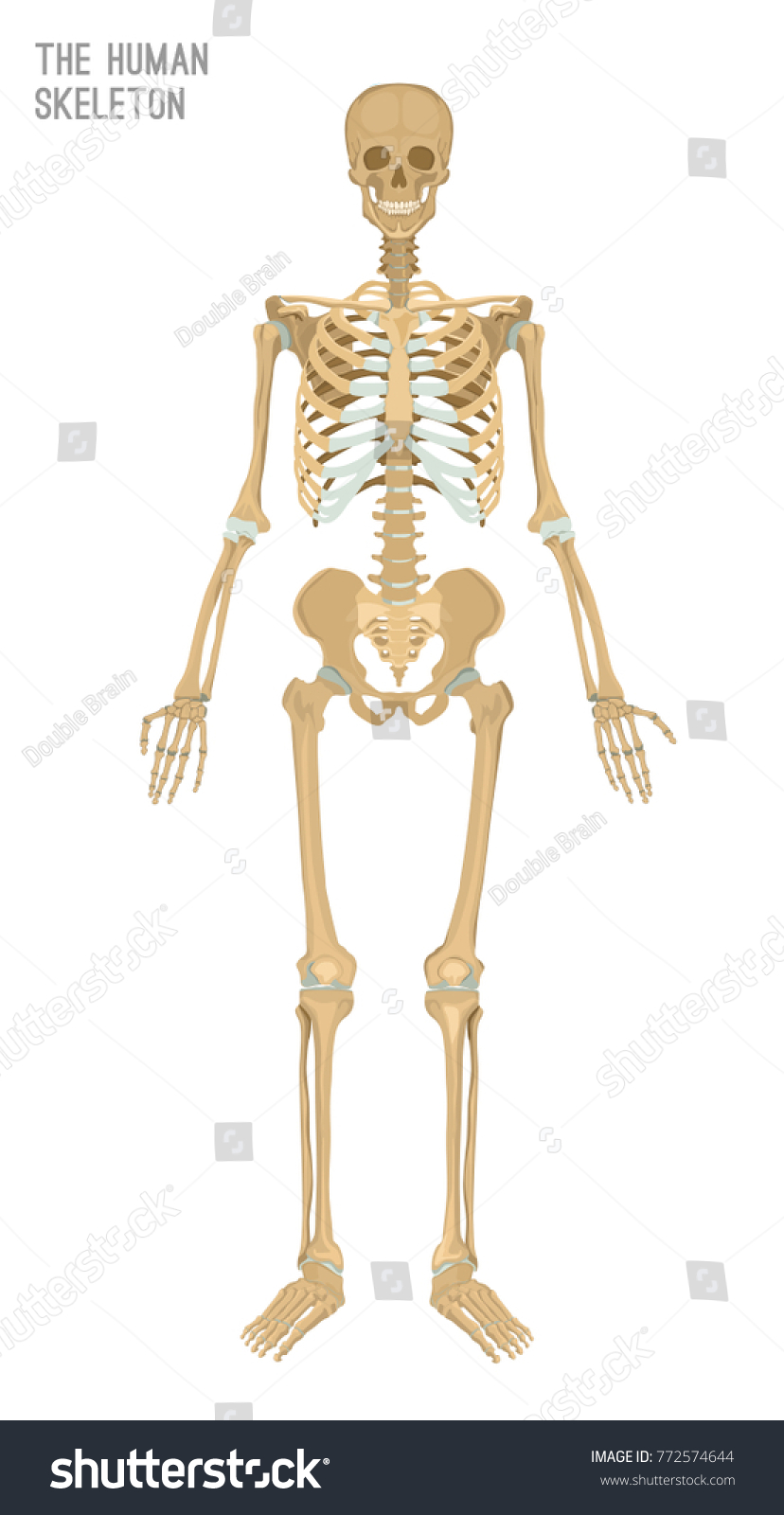 Human Skeleton Image Vector Illustration Isolated Stock Vector (Royalty ...