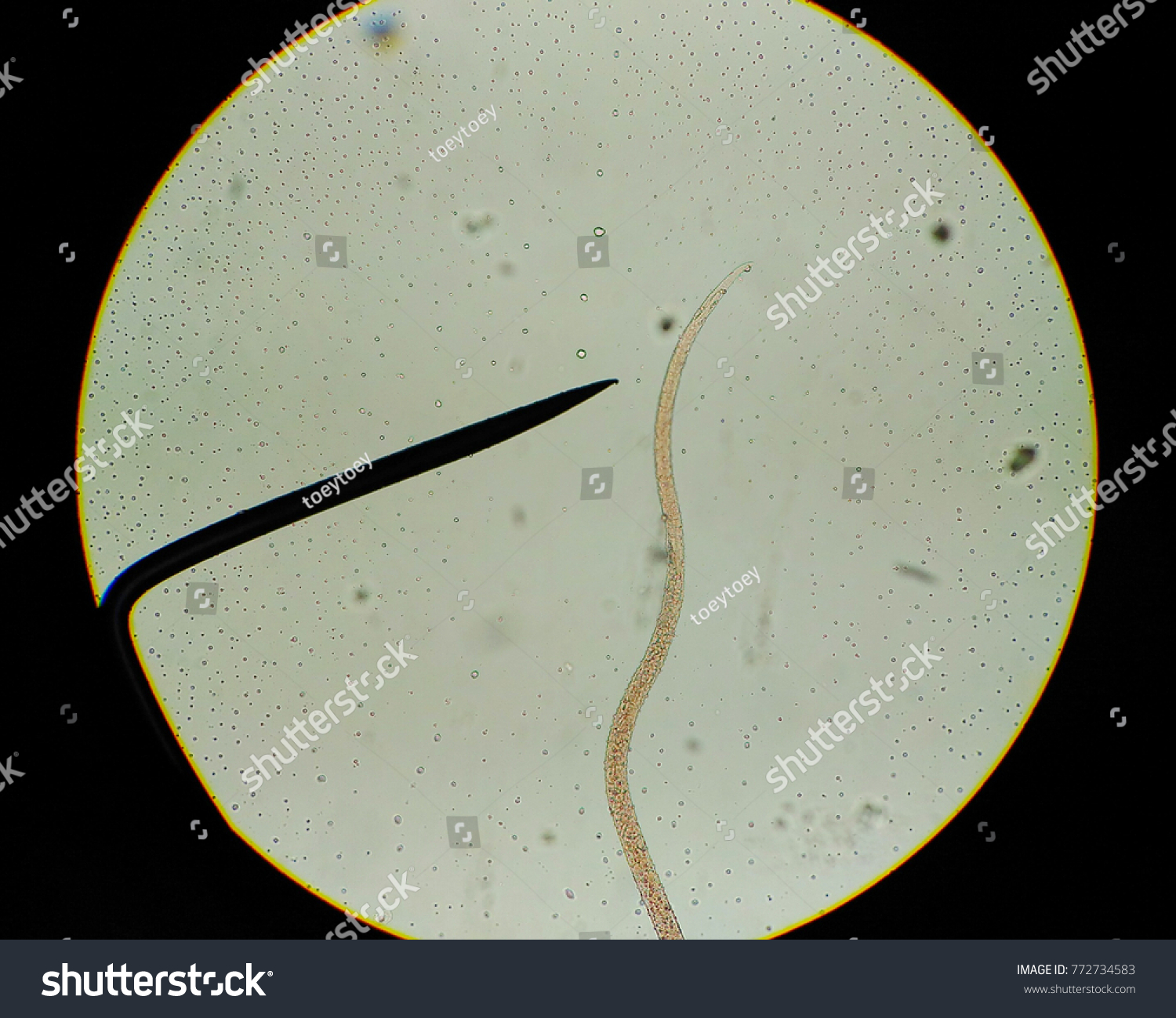 Parasite Microscope Medical Science Background Stock Photo 772734583 ...