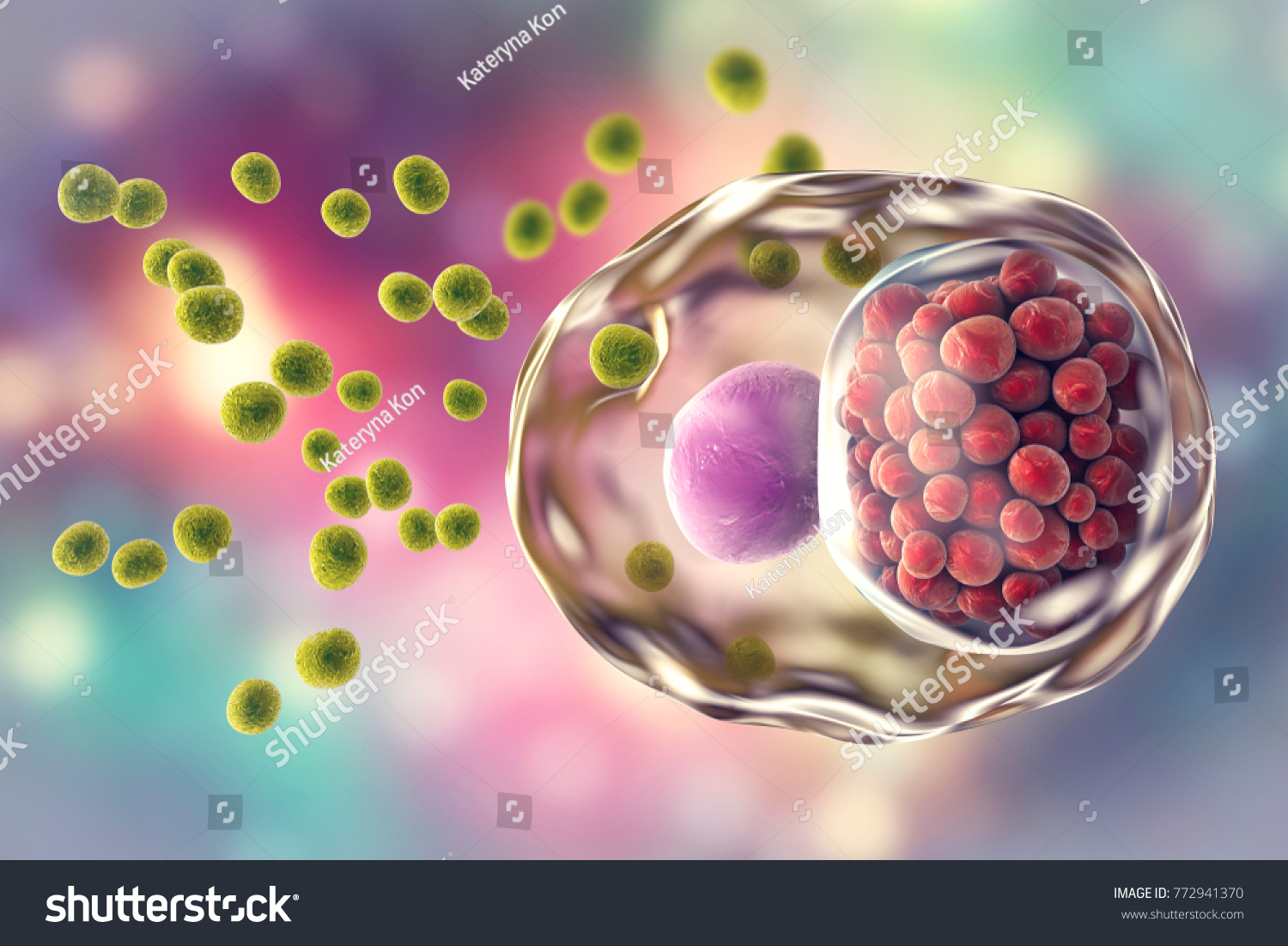 Chlamydia Trachomatis Bacteria 3d Illustration Showing Stock Illustration 772941370 Shutterstock 5831