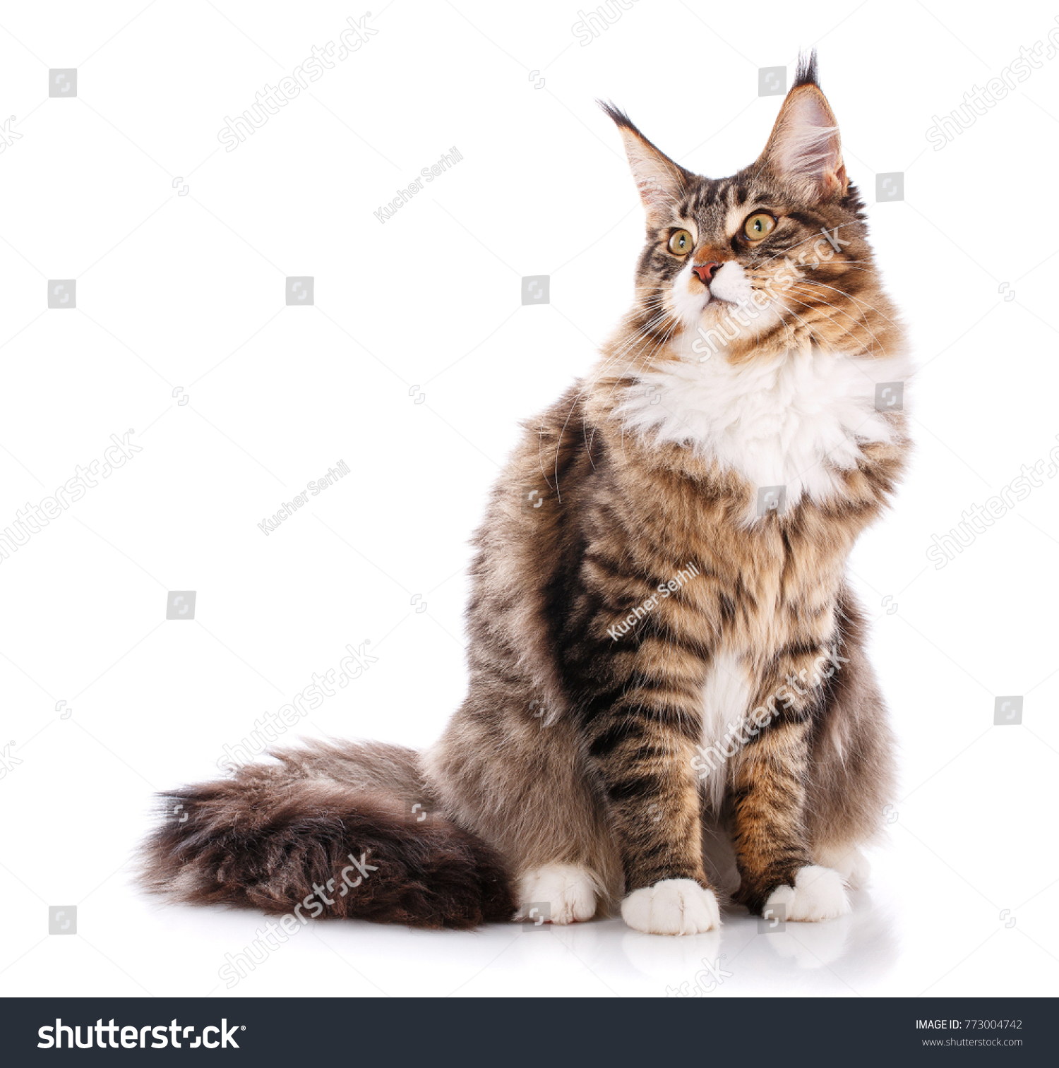 Portrait Maine Coon Cat6 Months Old Stock Photo 773004742 | Shutterstock