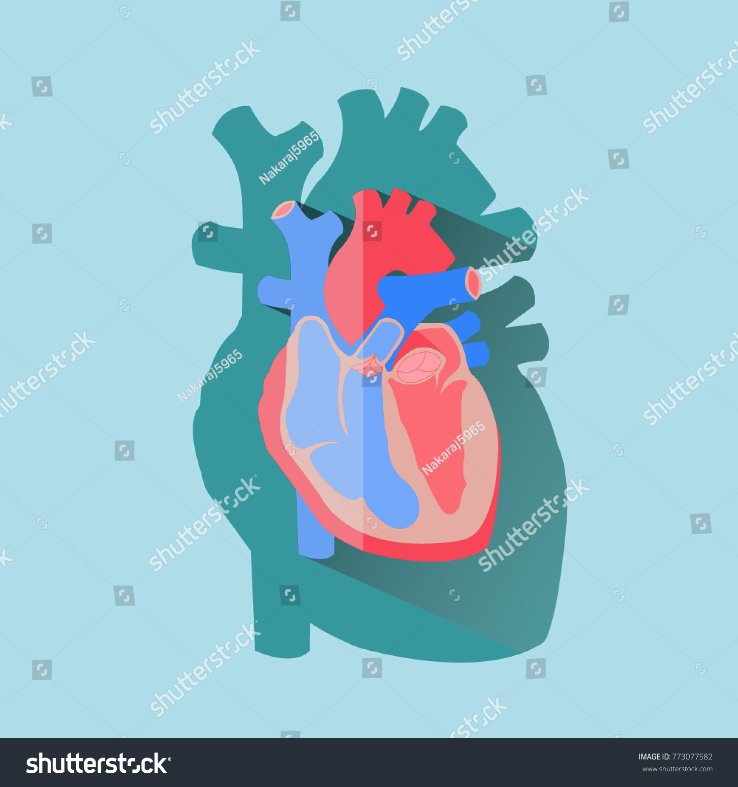 Human Heart Cross Section Anatomical Diagram Stock Vector (Royalty Free ...