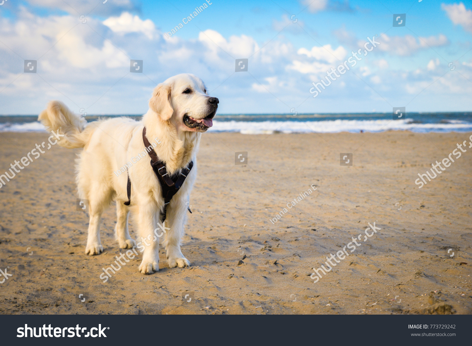 Happy Golden Retriever Dog On Scheveningen Stock Photo 773729242 ...