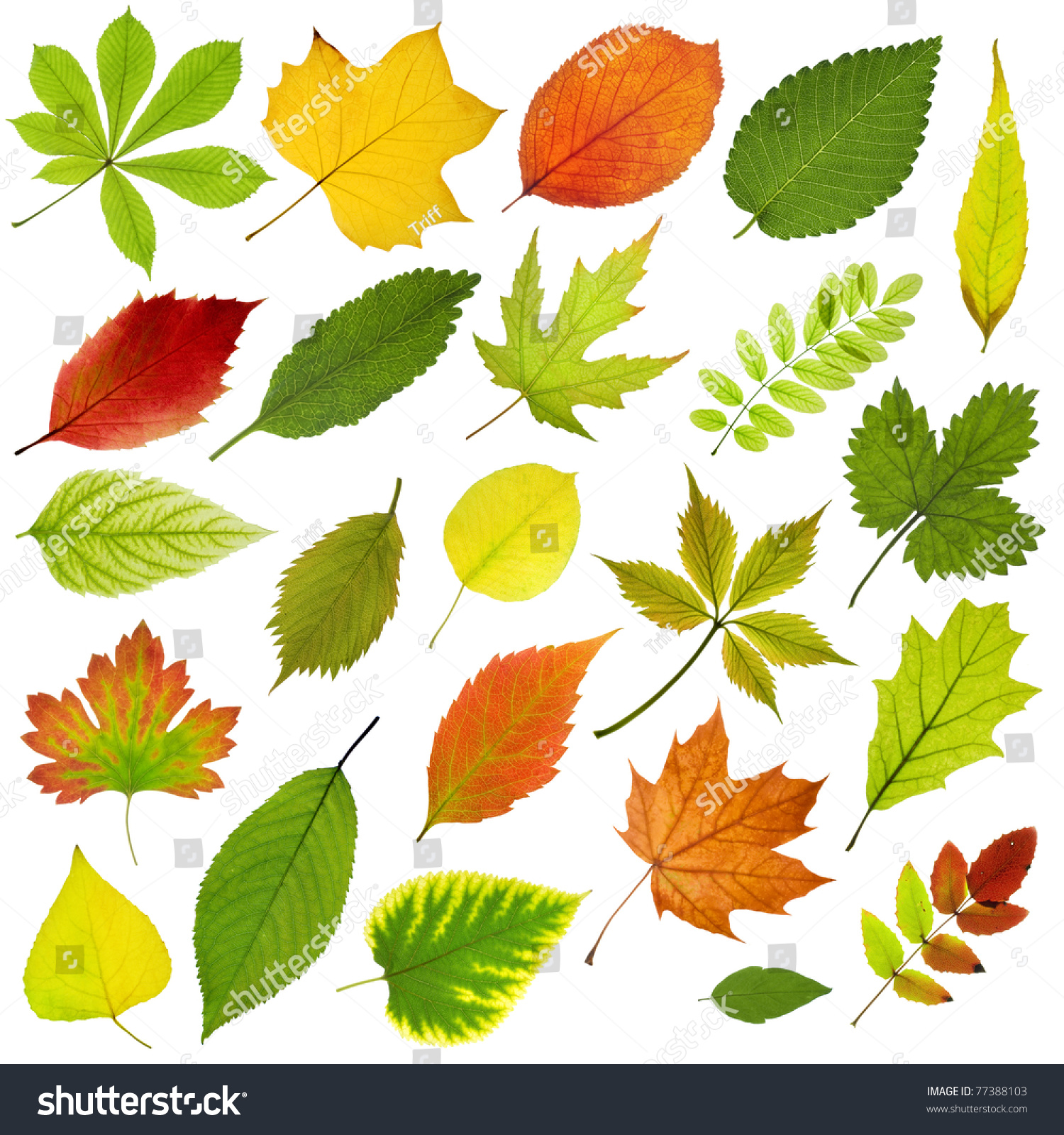 Плакат листья деревьев